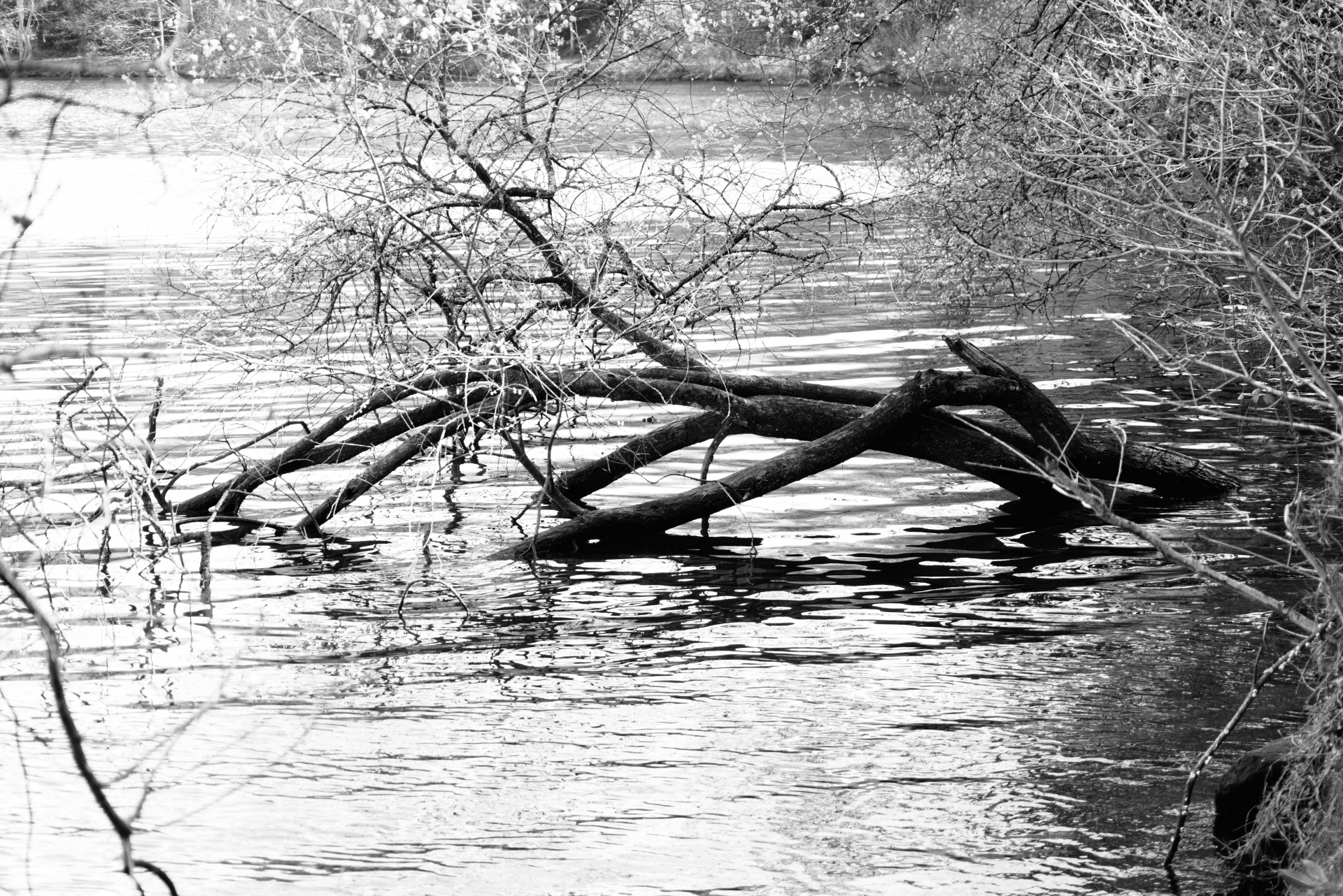 Wilderness, tree fallen in water