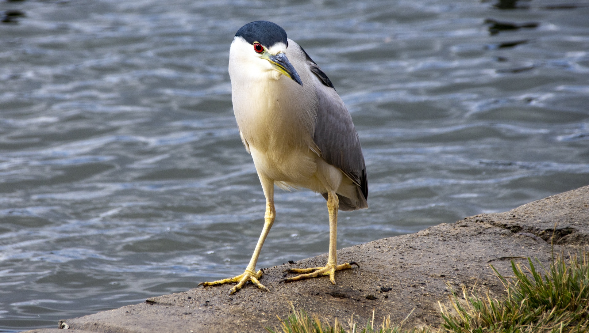 immature heron standing by the lake