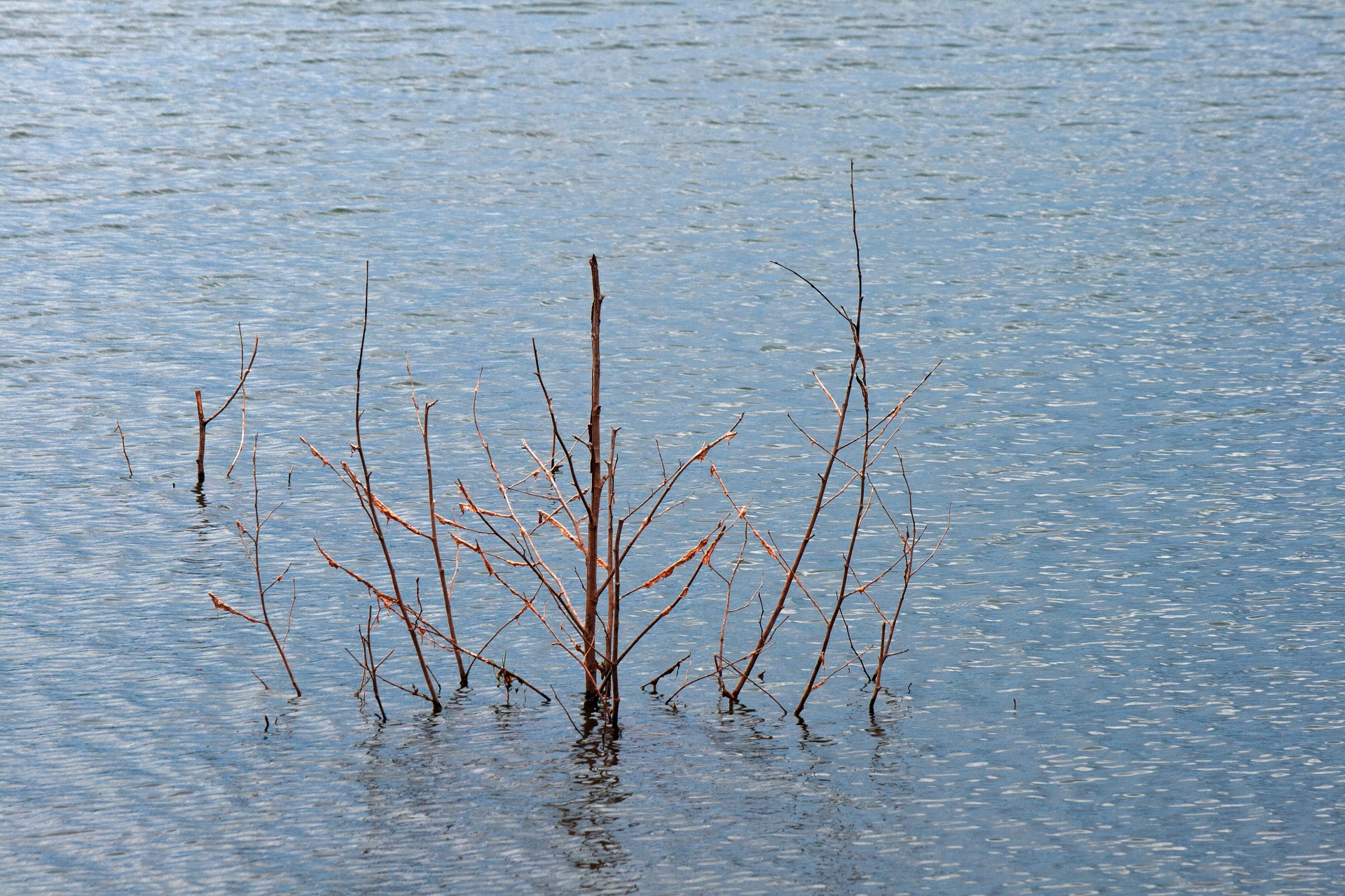 bare branches protruding from water