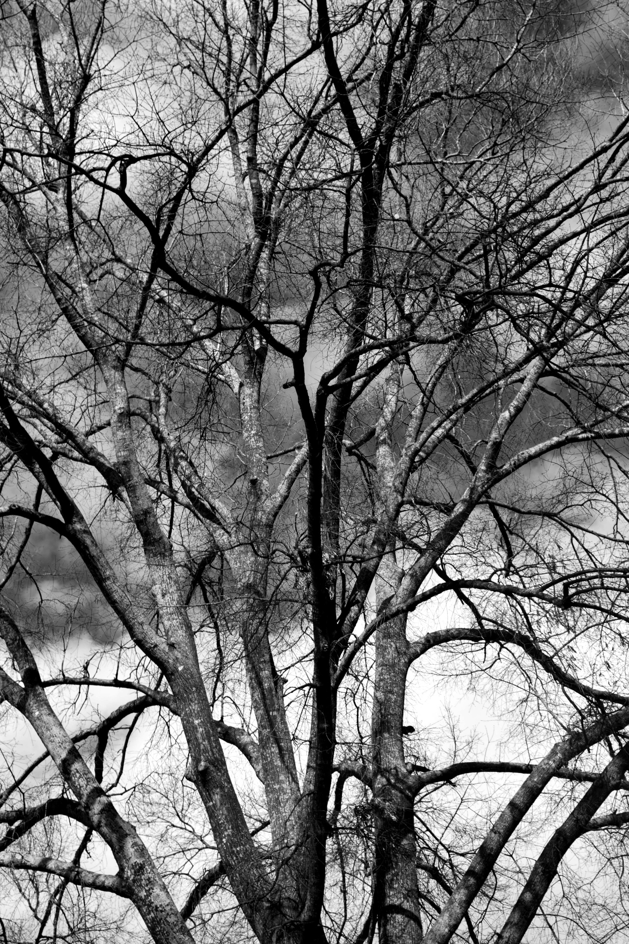 Barren tree at winter season background
