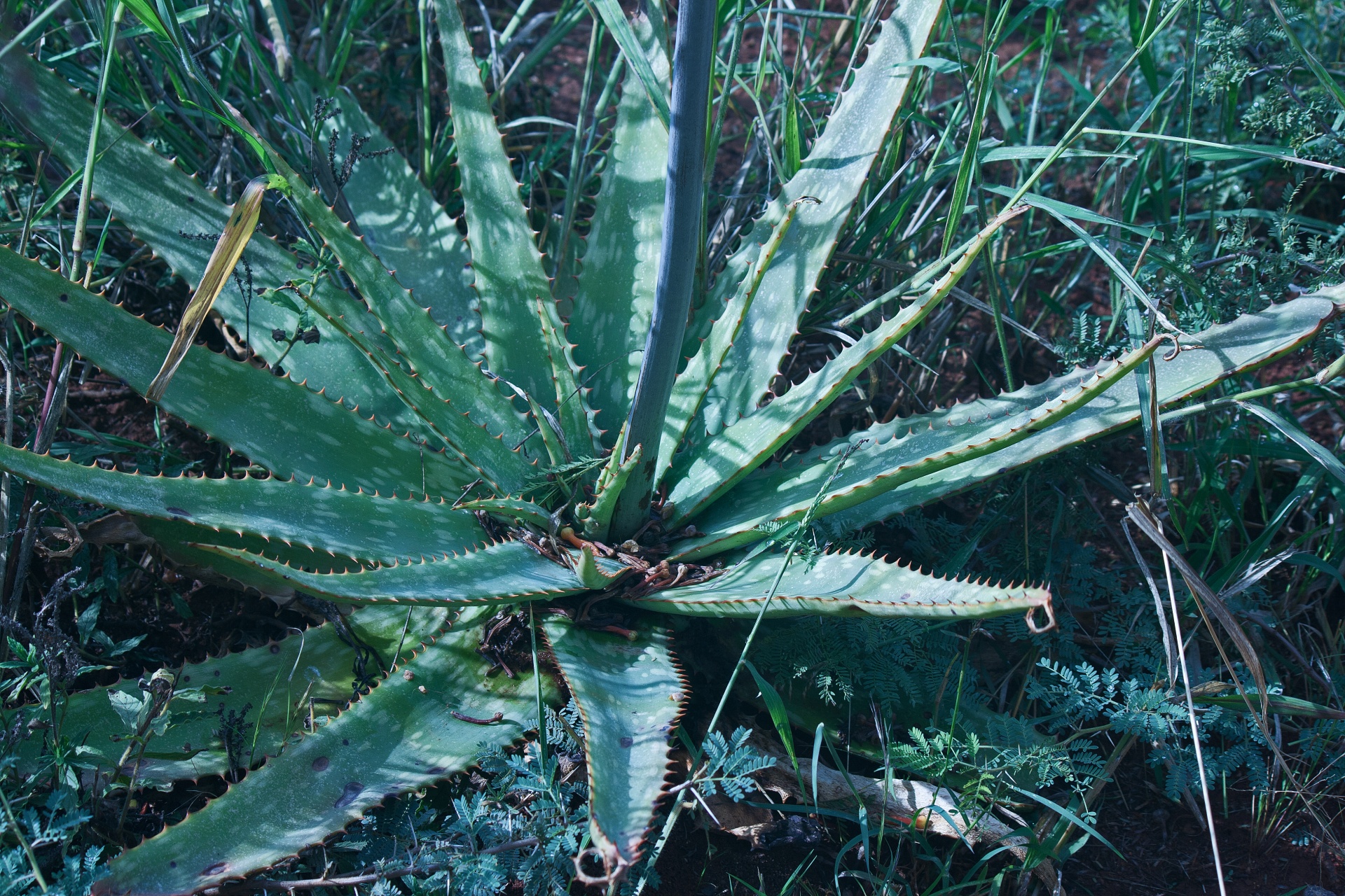 Base Of Aloe Plant With Long Stem