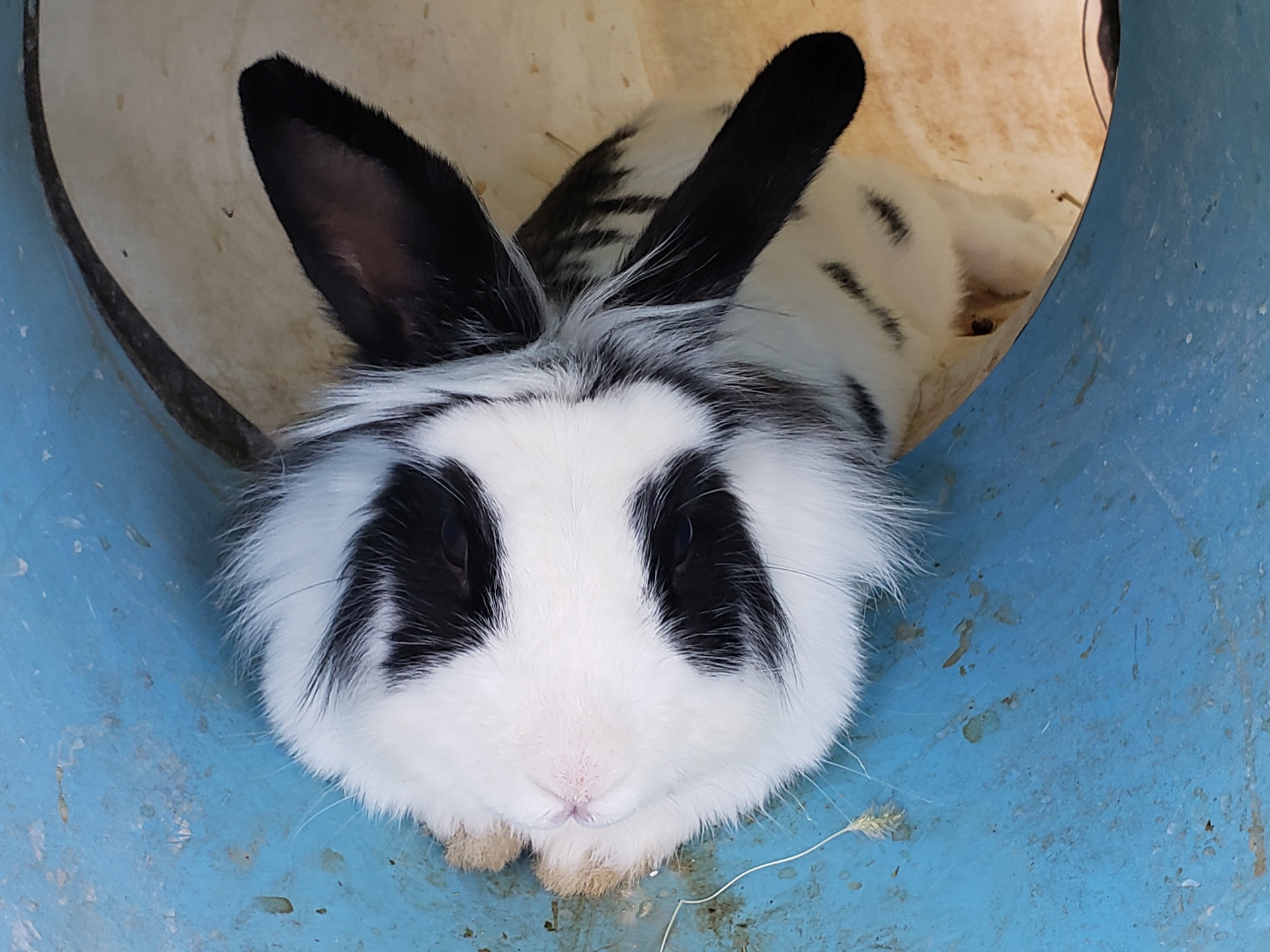 Black And White Bunny Rabbit