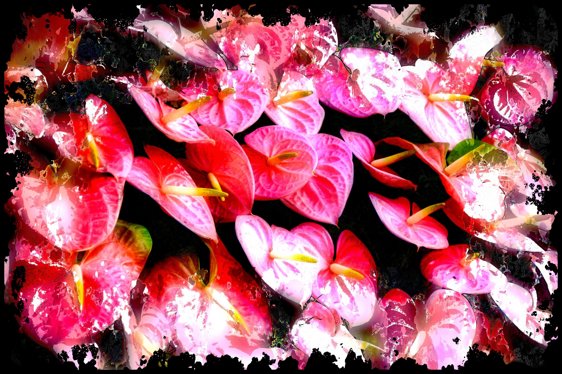 Blanket Of Laceleaf Blooms