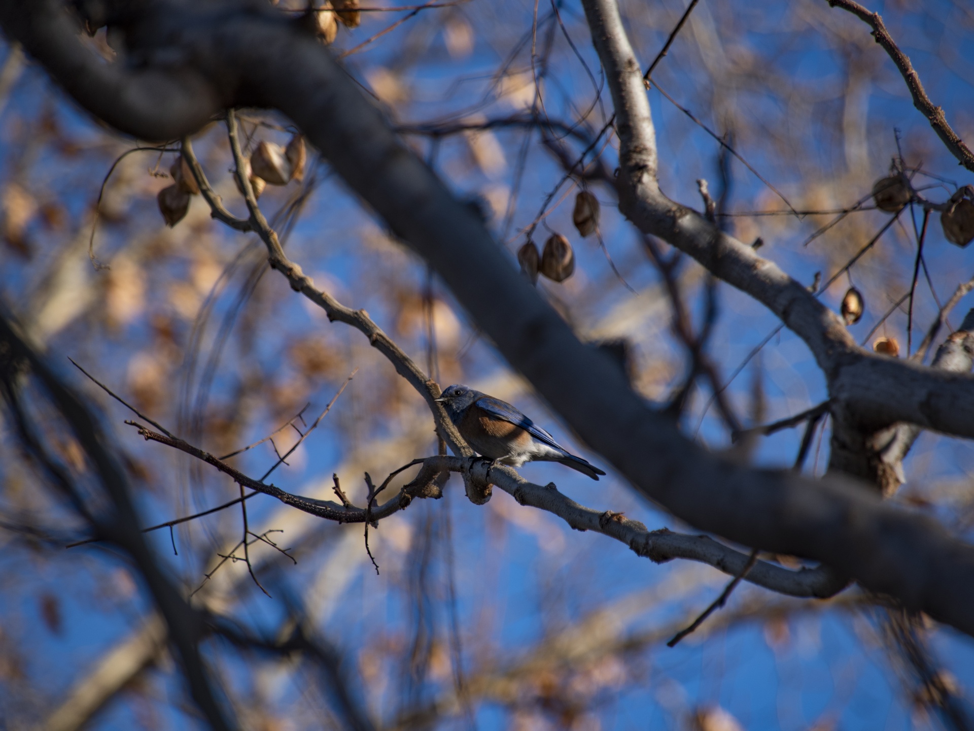 Bluebird On Tree, Turdidae, Thrush