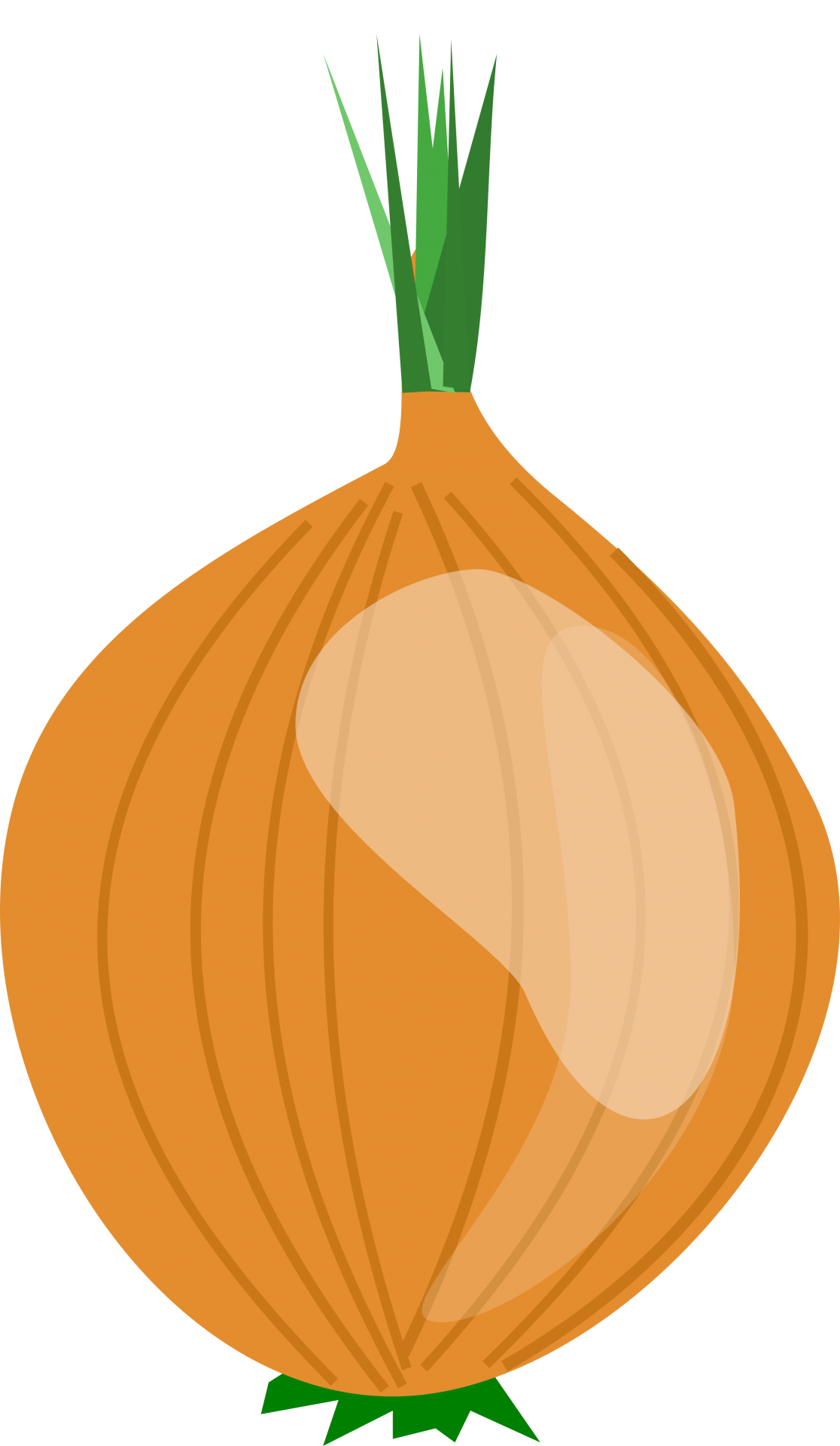 Onion With Root