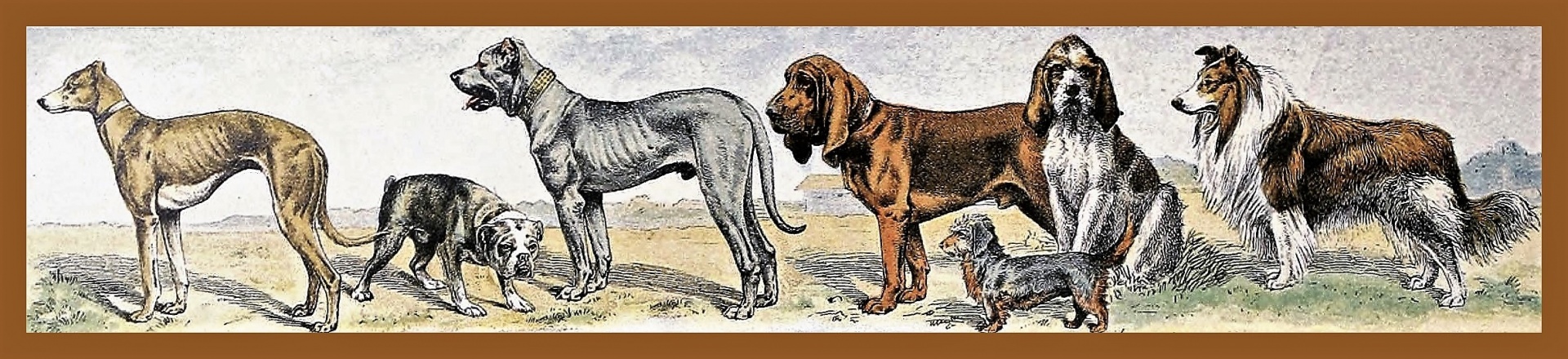 Dogs By Adolphe Millot
