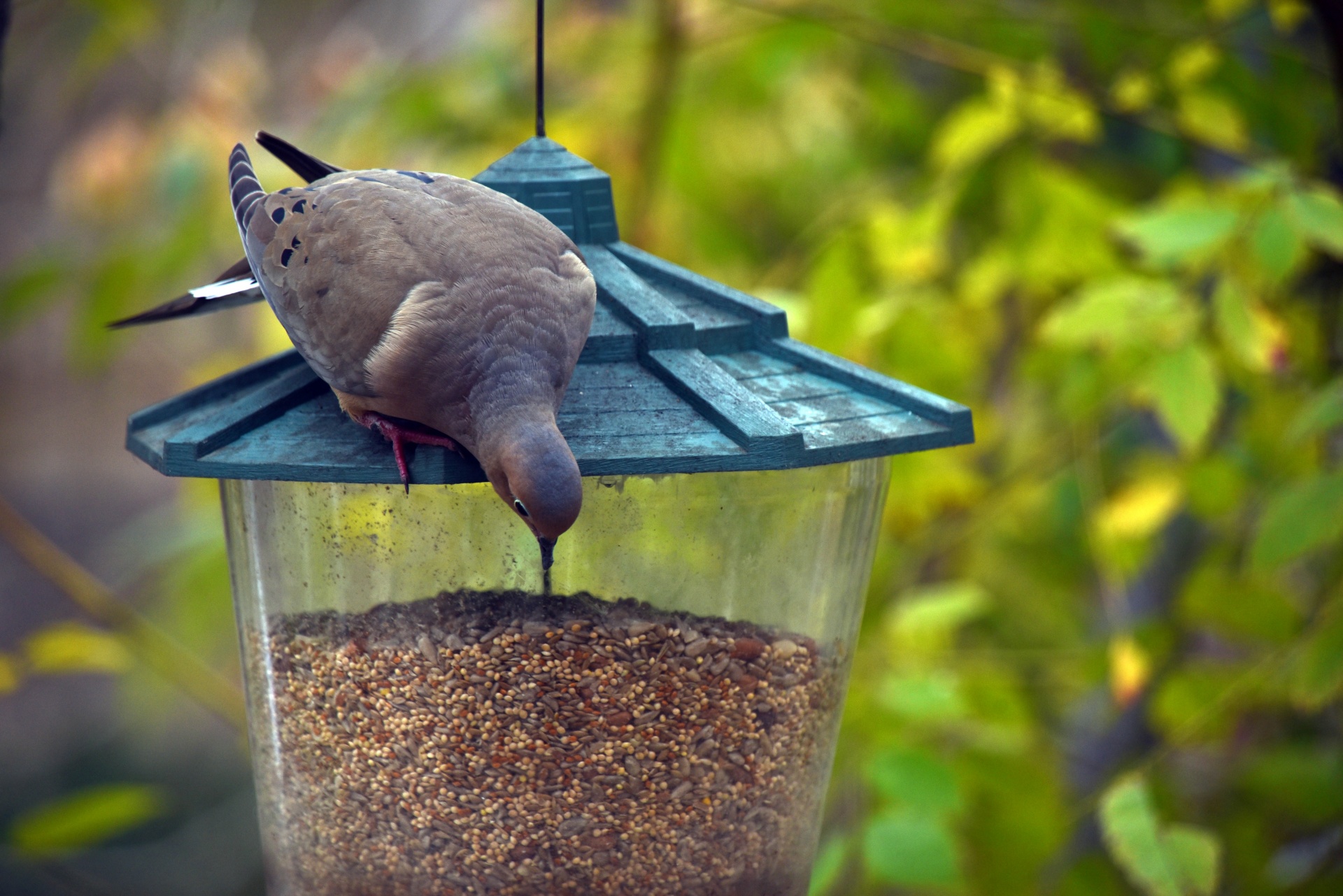 Comical Mourning Dove Pecking