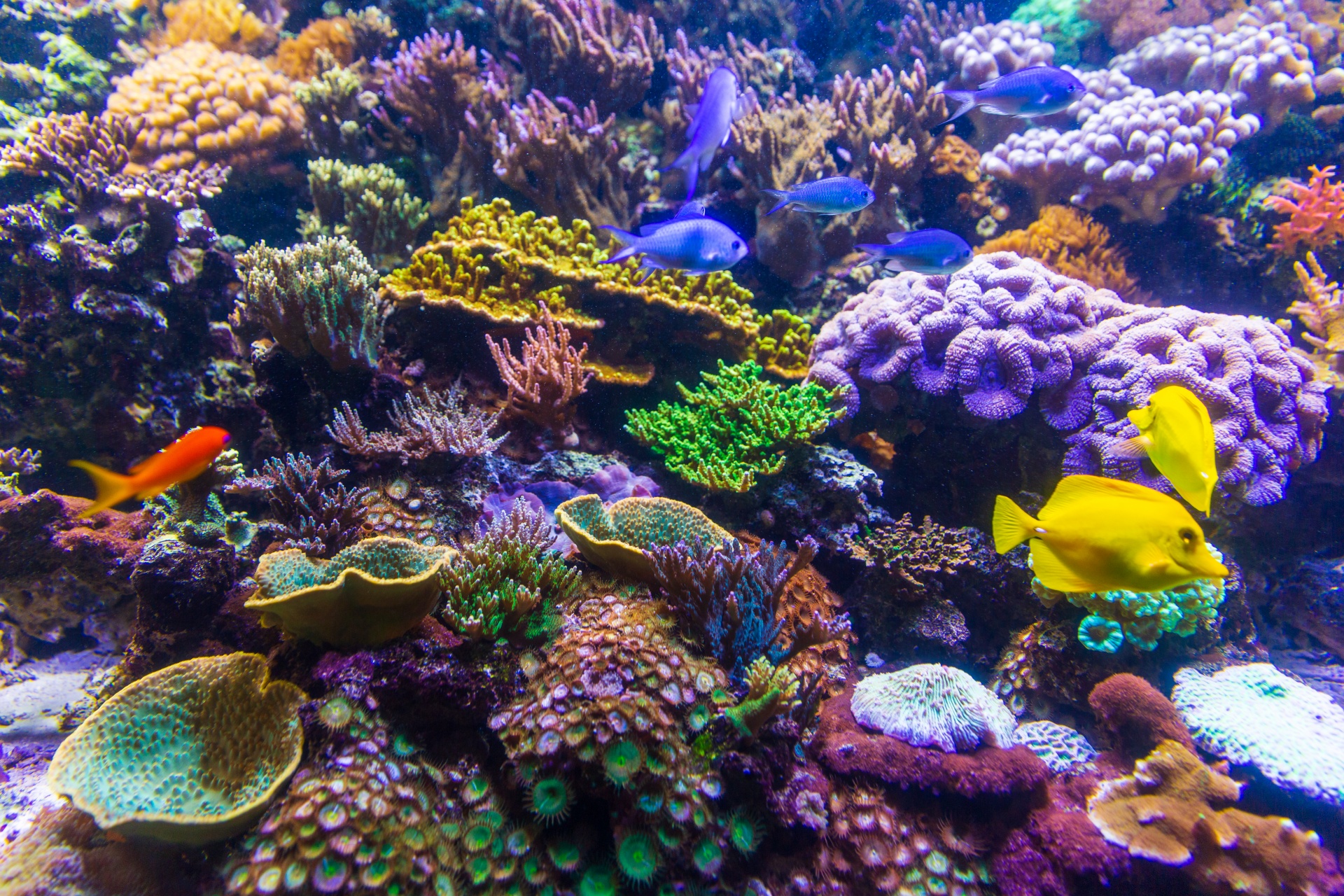 Colorful coral reef background