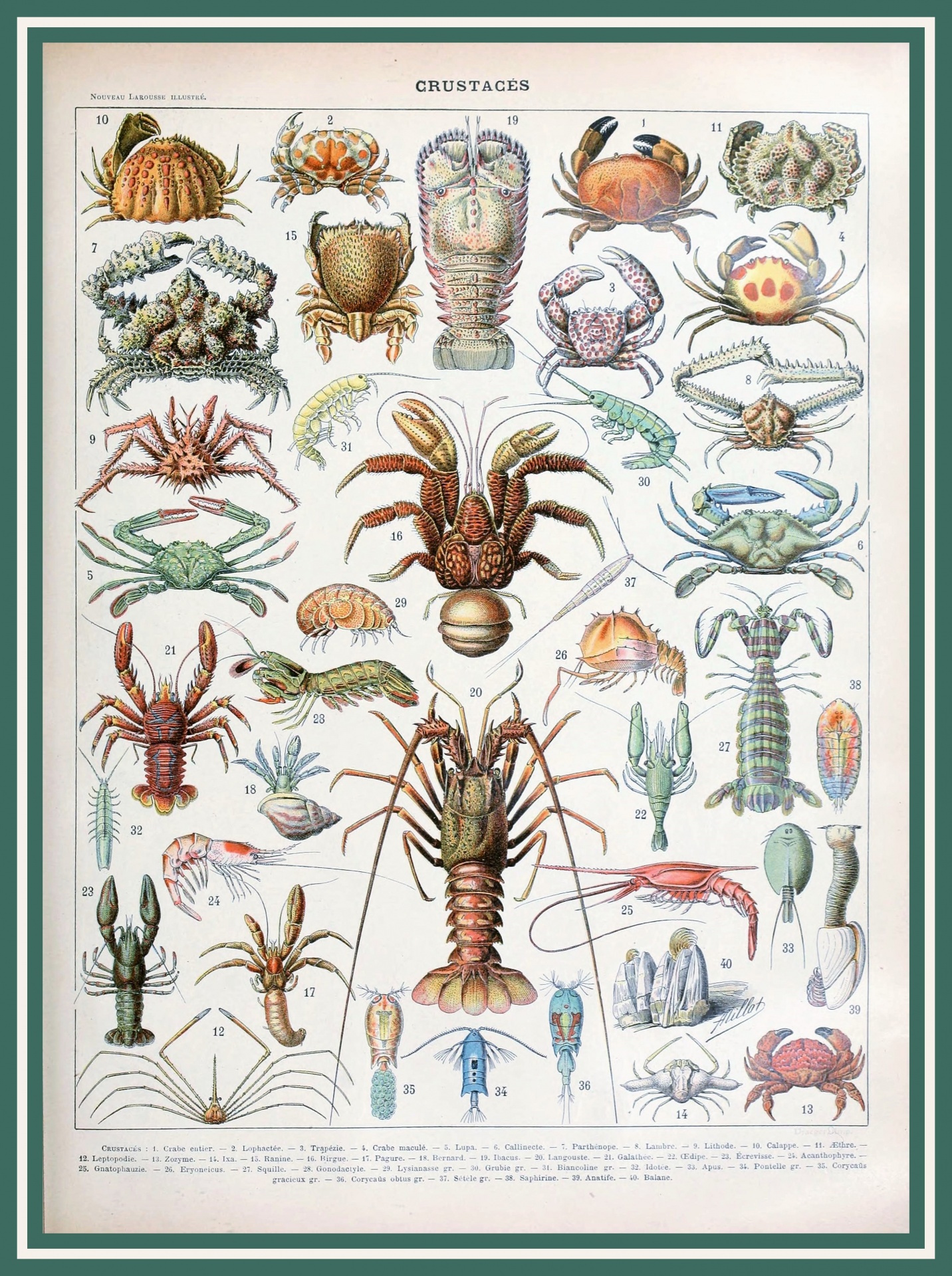 Crustaceans By Adolphe Millot