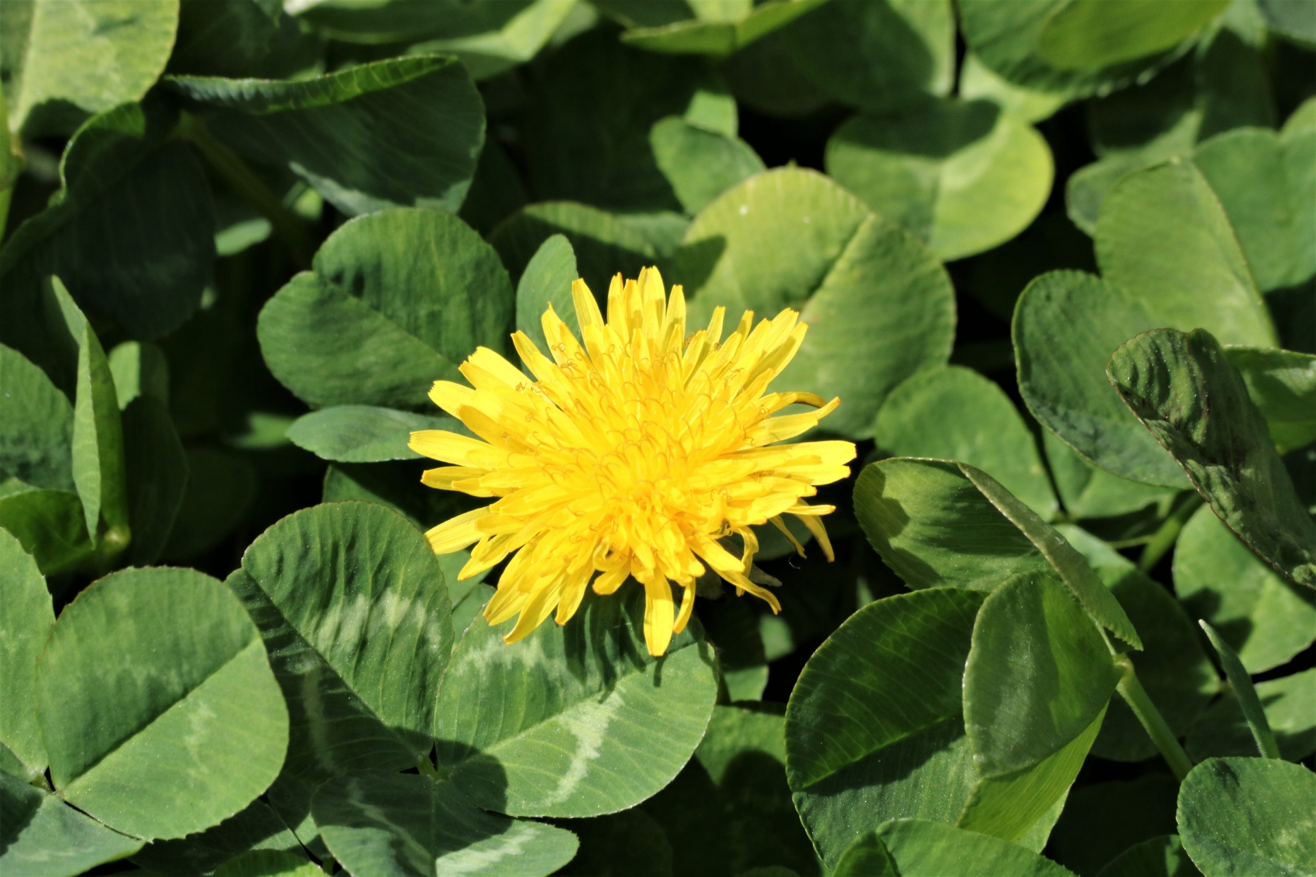Close-up of a dandelion bloom surrounded by green clover.