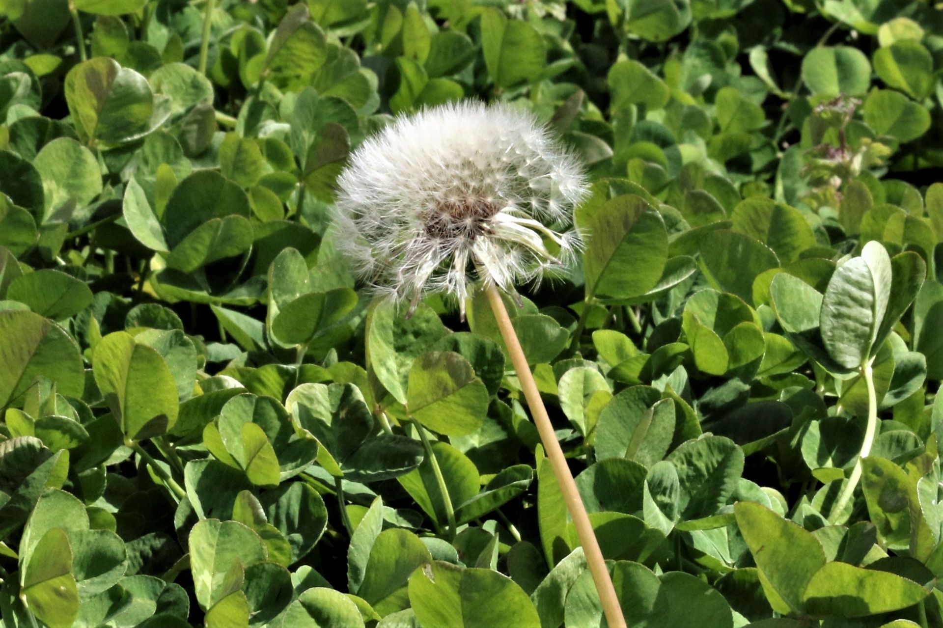 Close-up of the seed head of a dandelion wildflower, surrounded by green four-leaf clover.