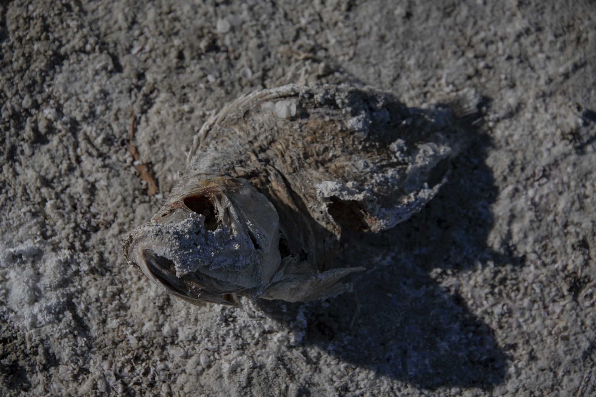 Dead Fish Die-Off Salton Sea