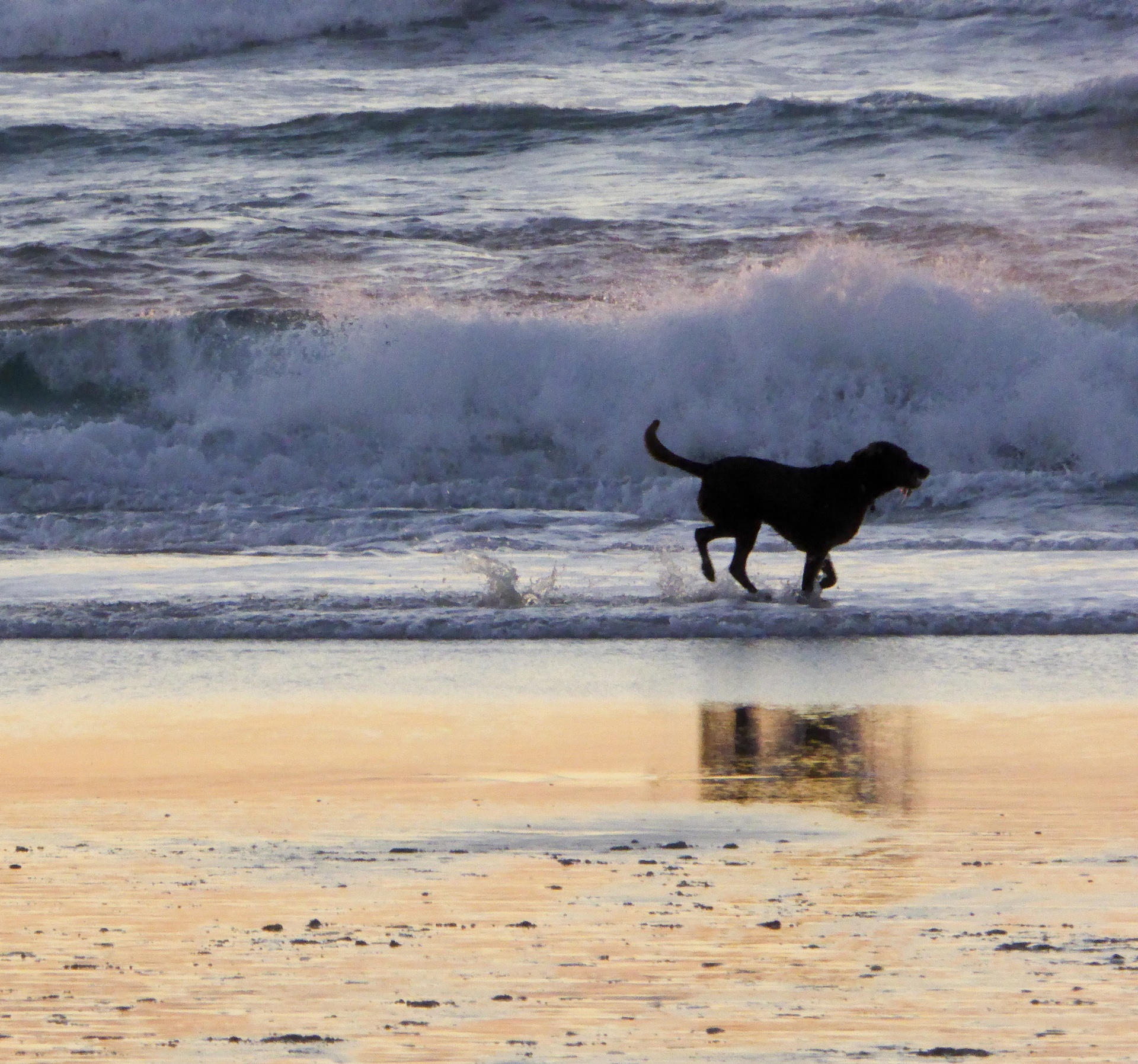 Dog Running Along The Ocean Shore