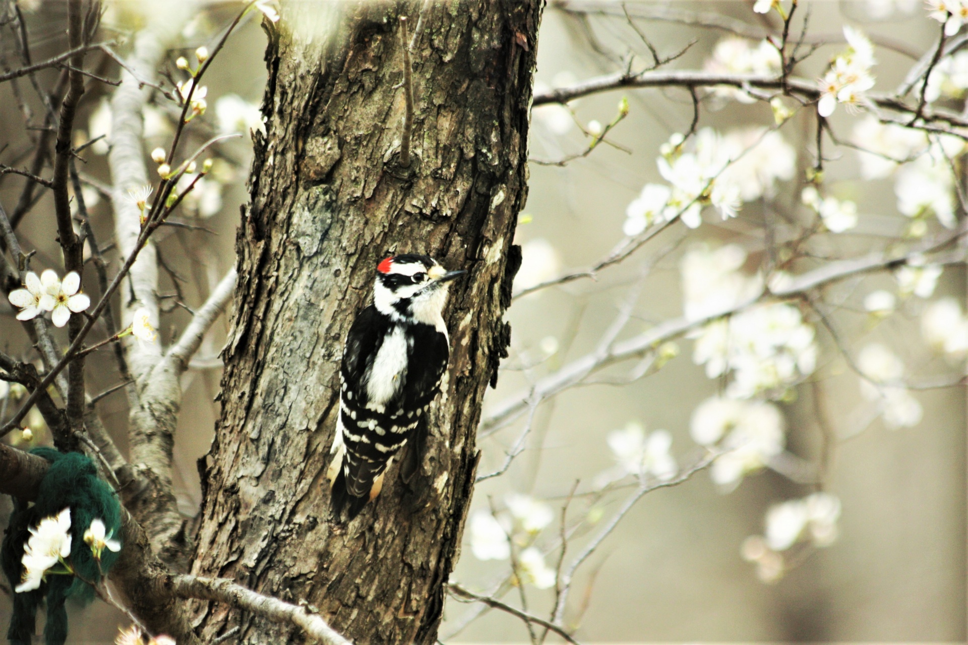 Downy Woodpecker In Spring Blossoms