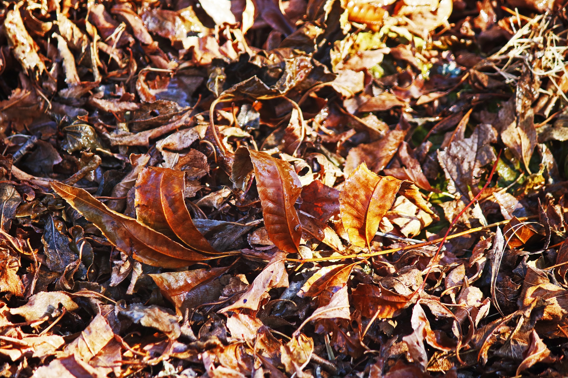 dry fallen pecan nut tree leaves in winter