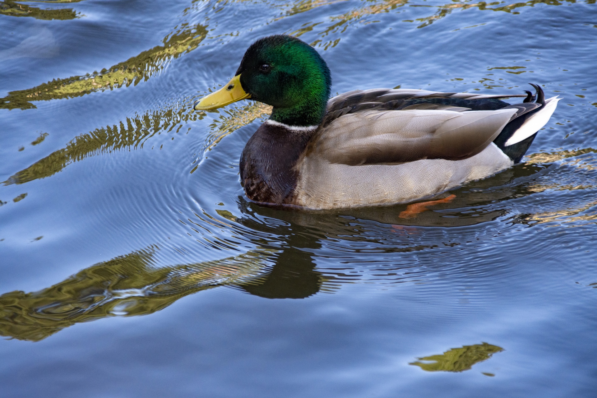 mallard duck swimming in water