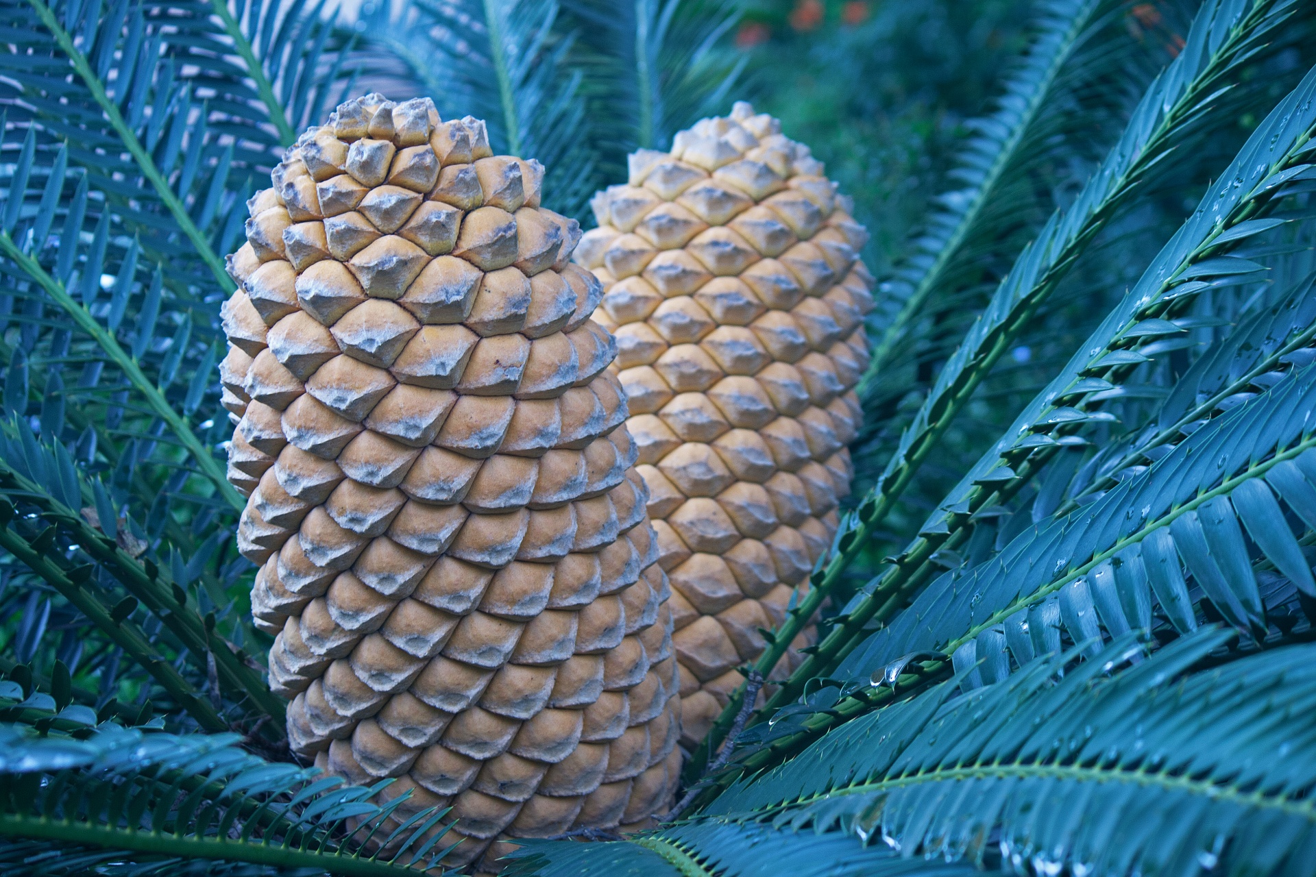 Female Cycad Seed Cones On A Plant