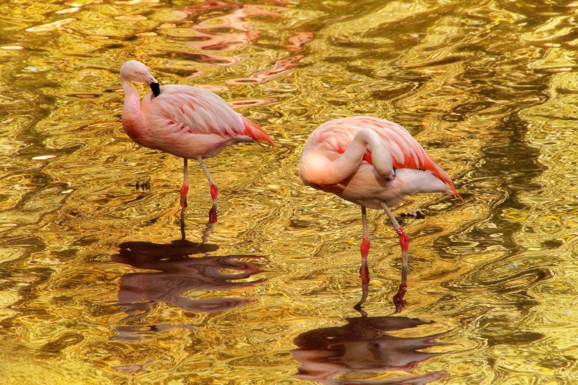 Flamingos pink birds water water reflection reflection abstract surreal zoo wildlife park nature wilderness