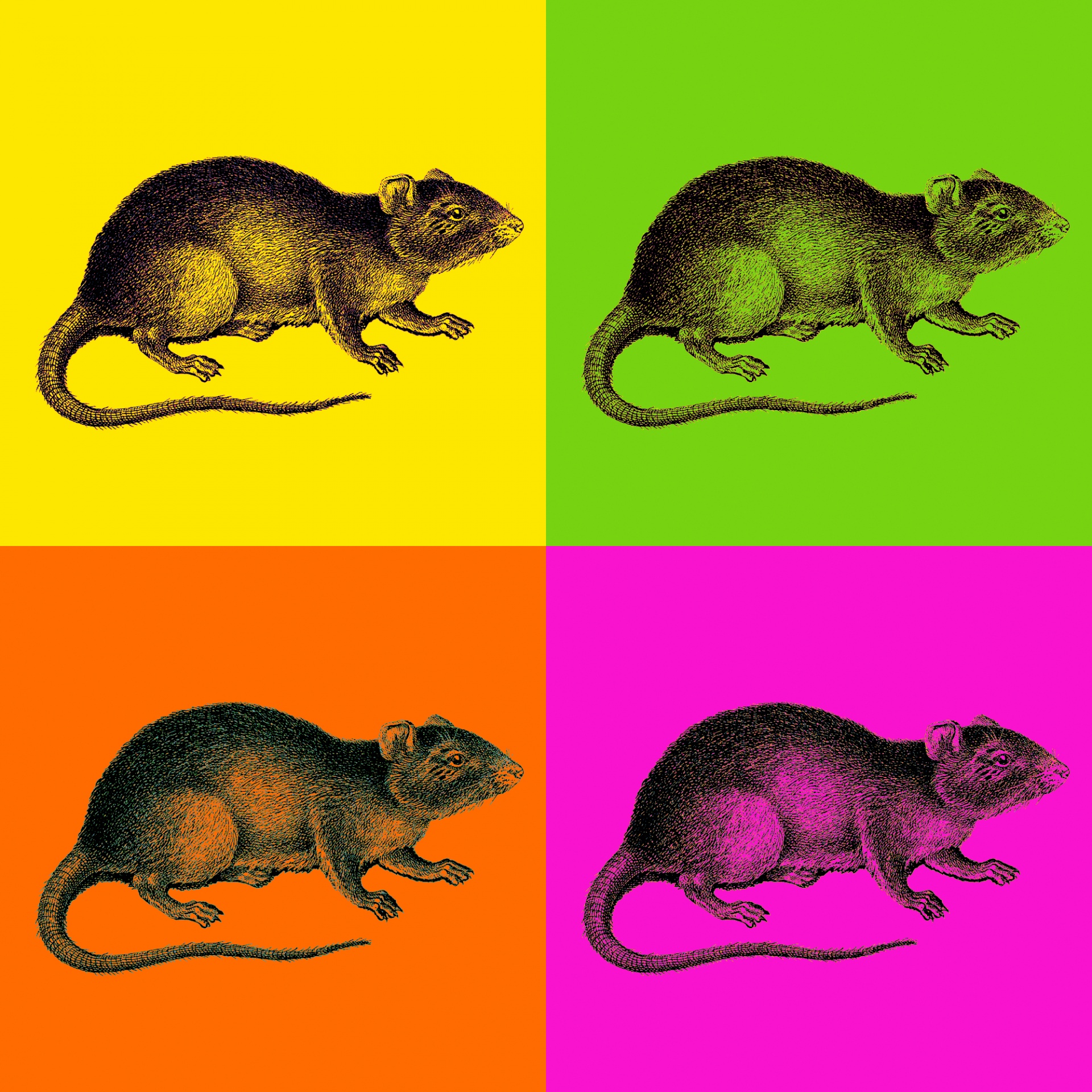 Four Colored Square Of Rat
