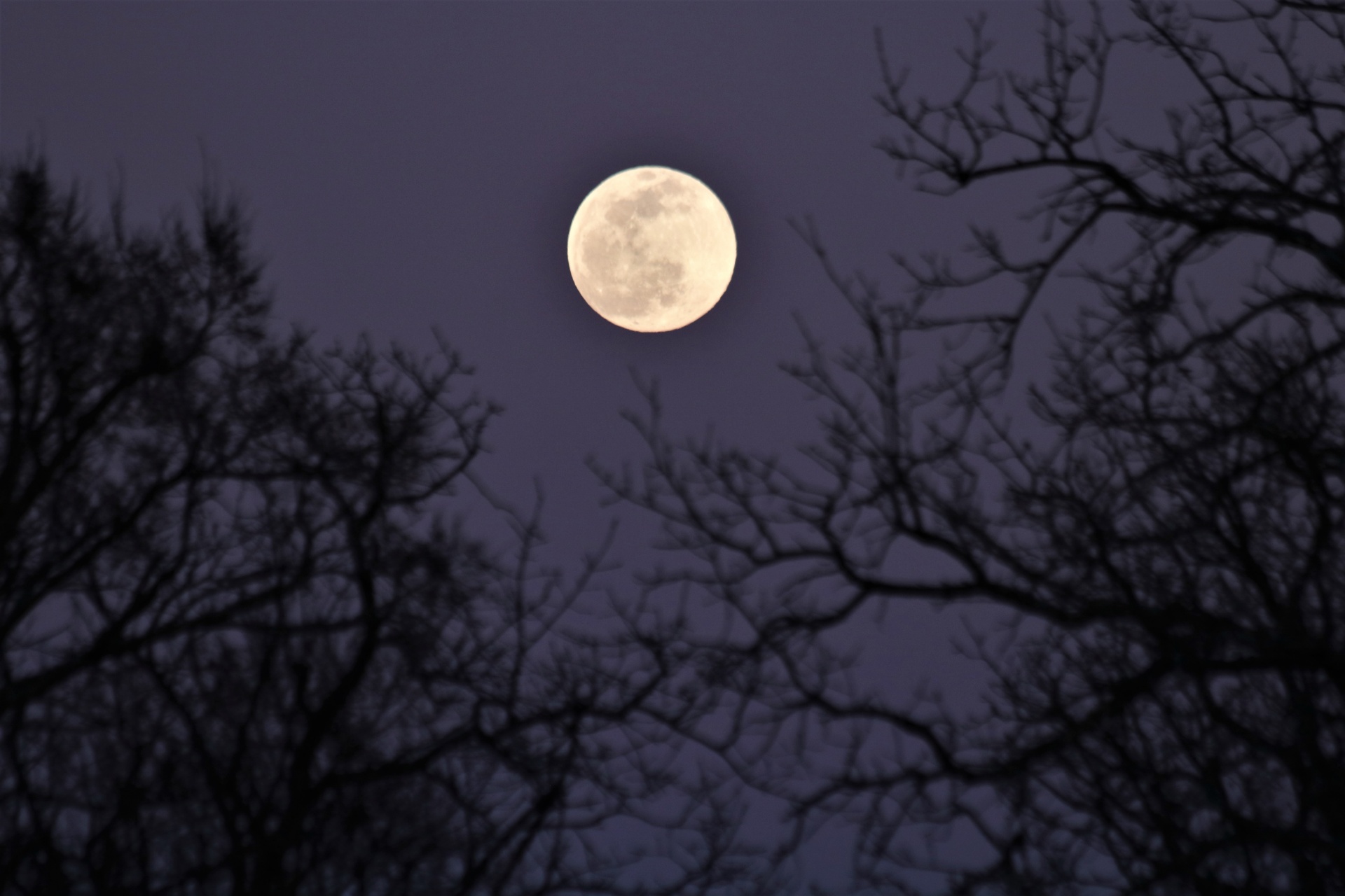 Full Moon And Tree Branches
