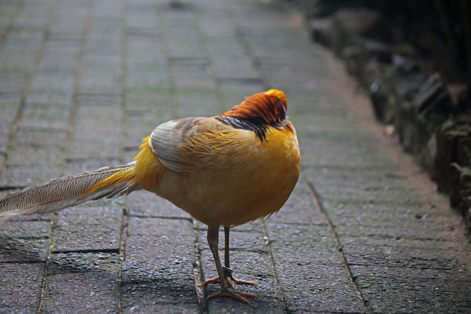 Golden Pheasant With Head Turned