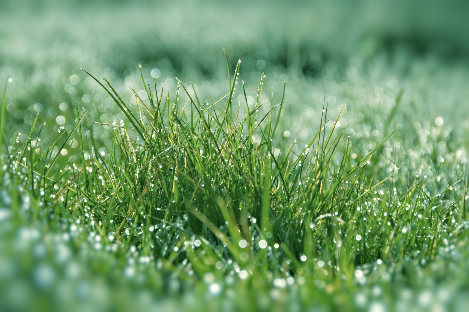 Grass lawn plants grasses green dew drops of water nature meadow hoarfrost frosty