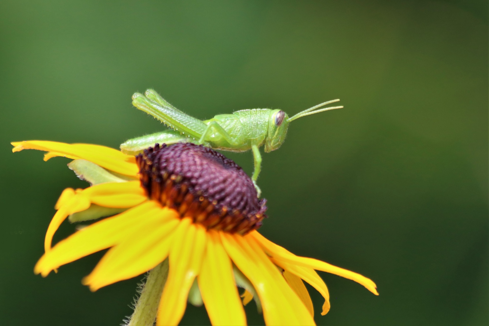 Green Grasshopper On Yellow Flower
