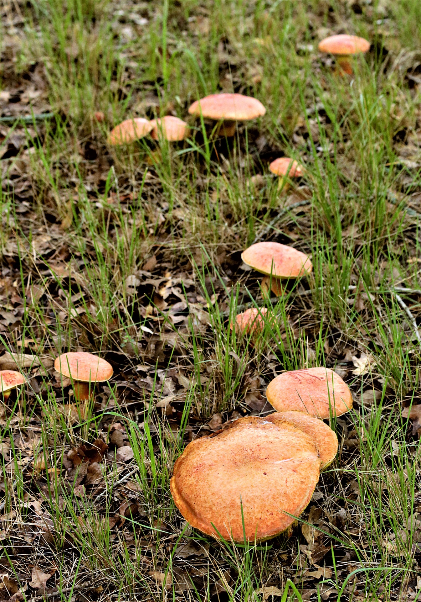 A group of bolete mushrooms growing in early spring grass.