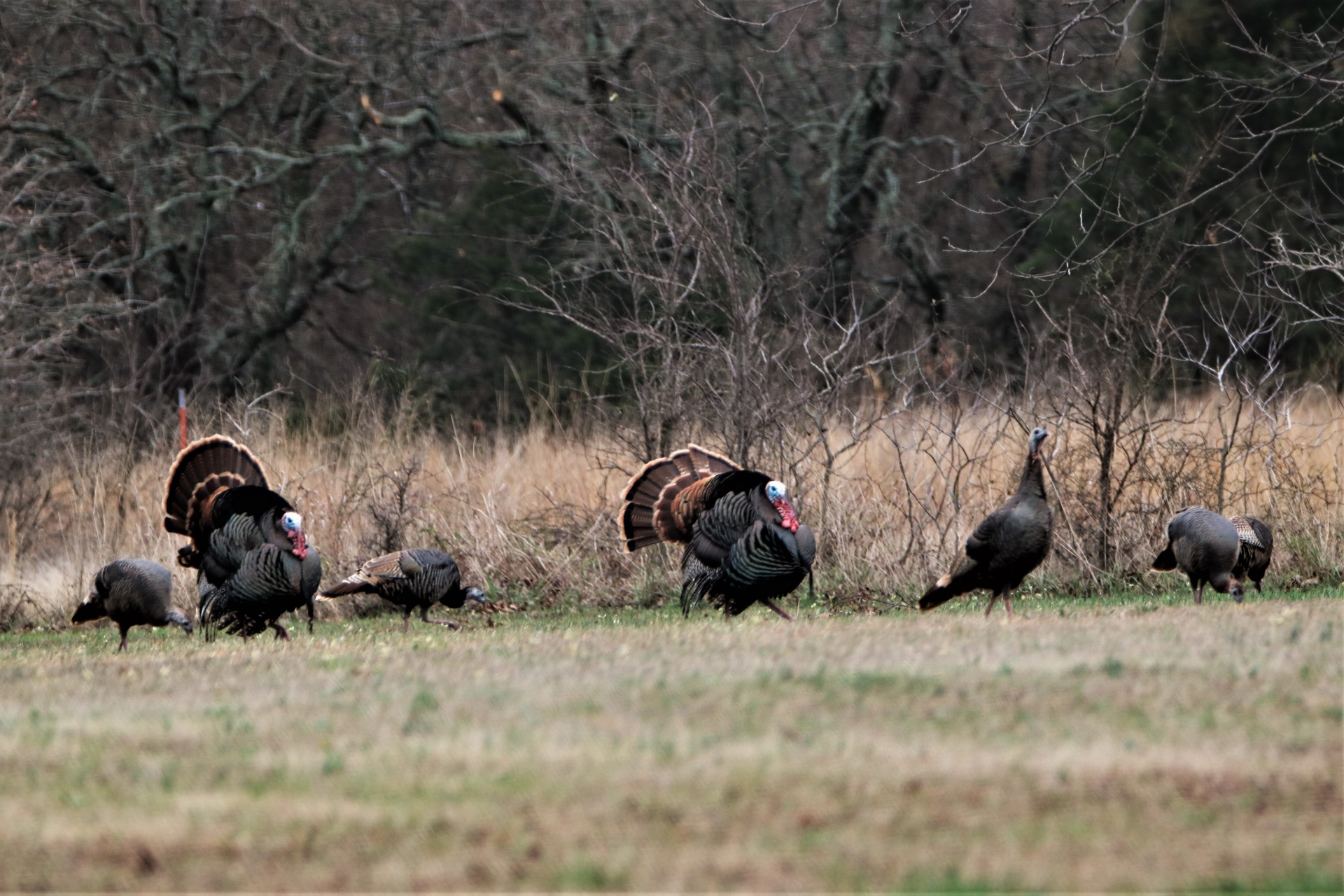 Group Of Turkey In Early Spring