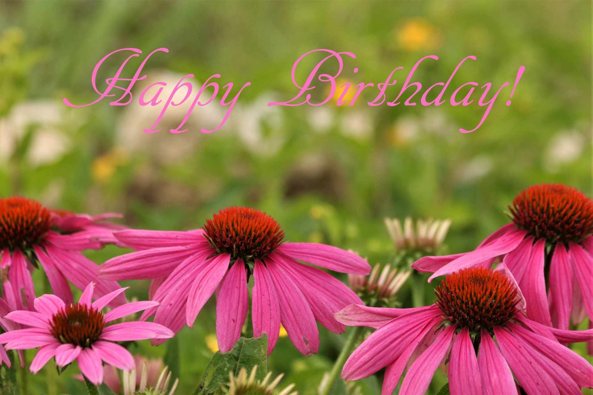 Happy Birthday Pink Coneflowers