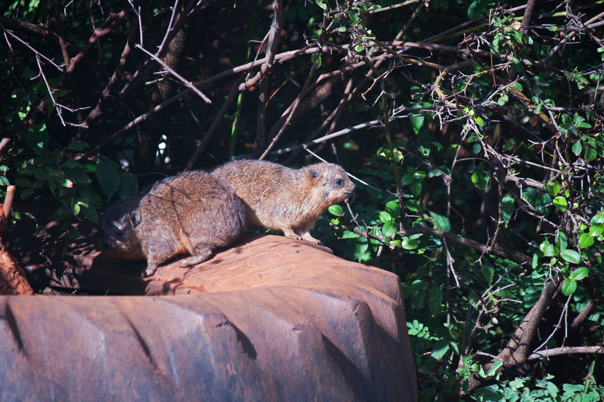 hyrax in the sun on an old tyre in a park
