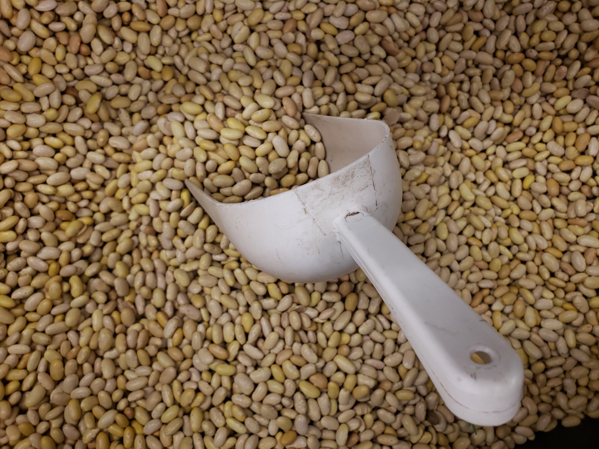 Bulk white dry navy beans in market