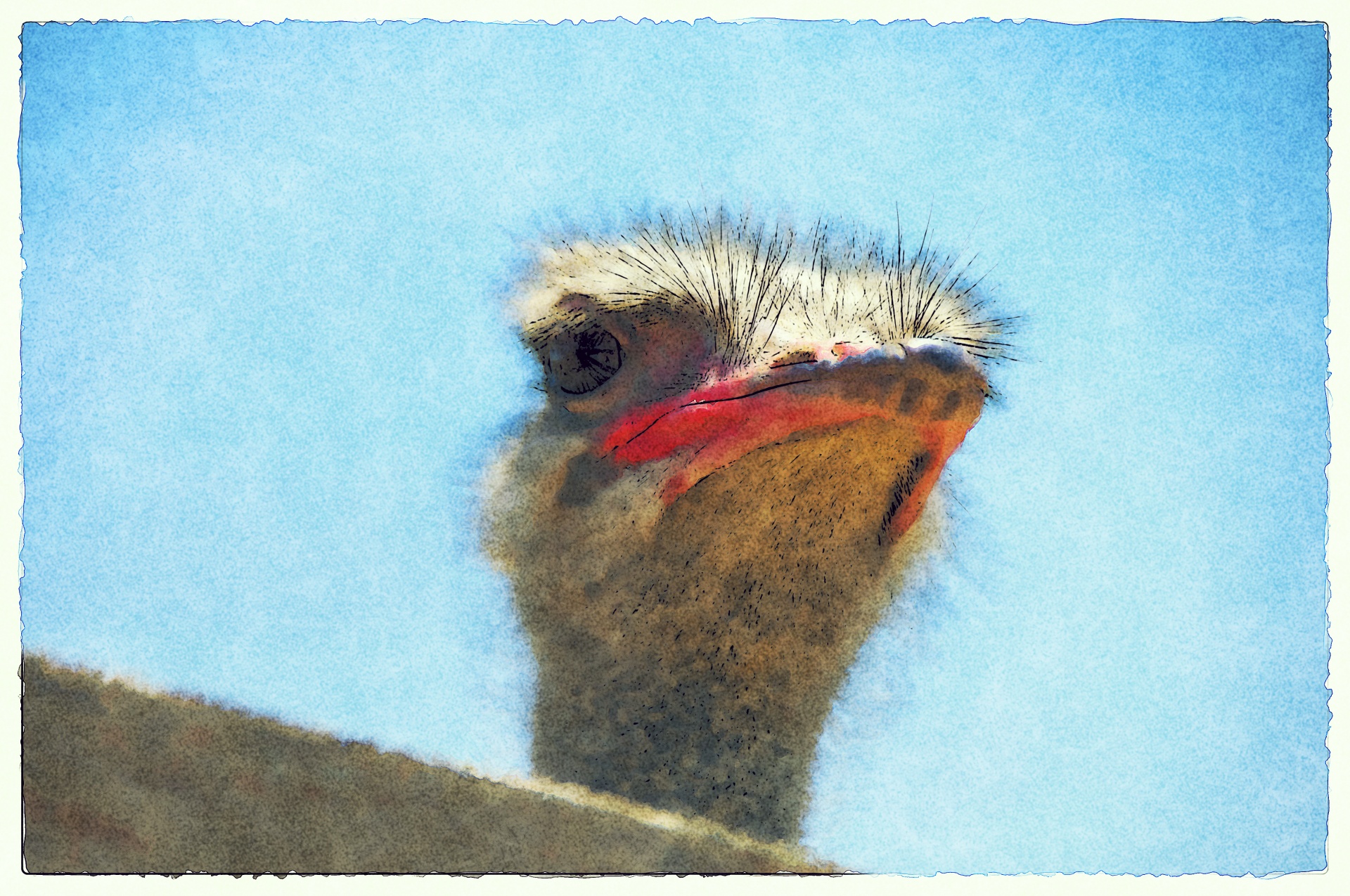 artistic view of an ostrich face