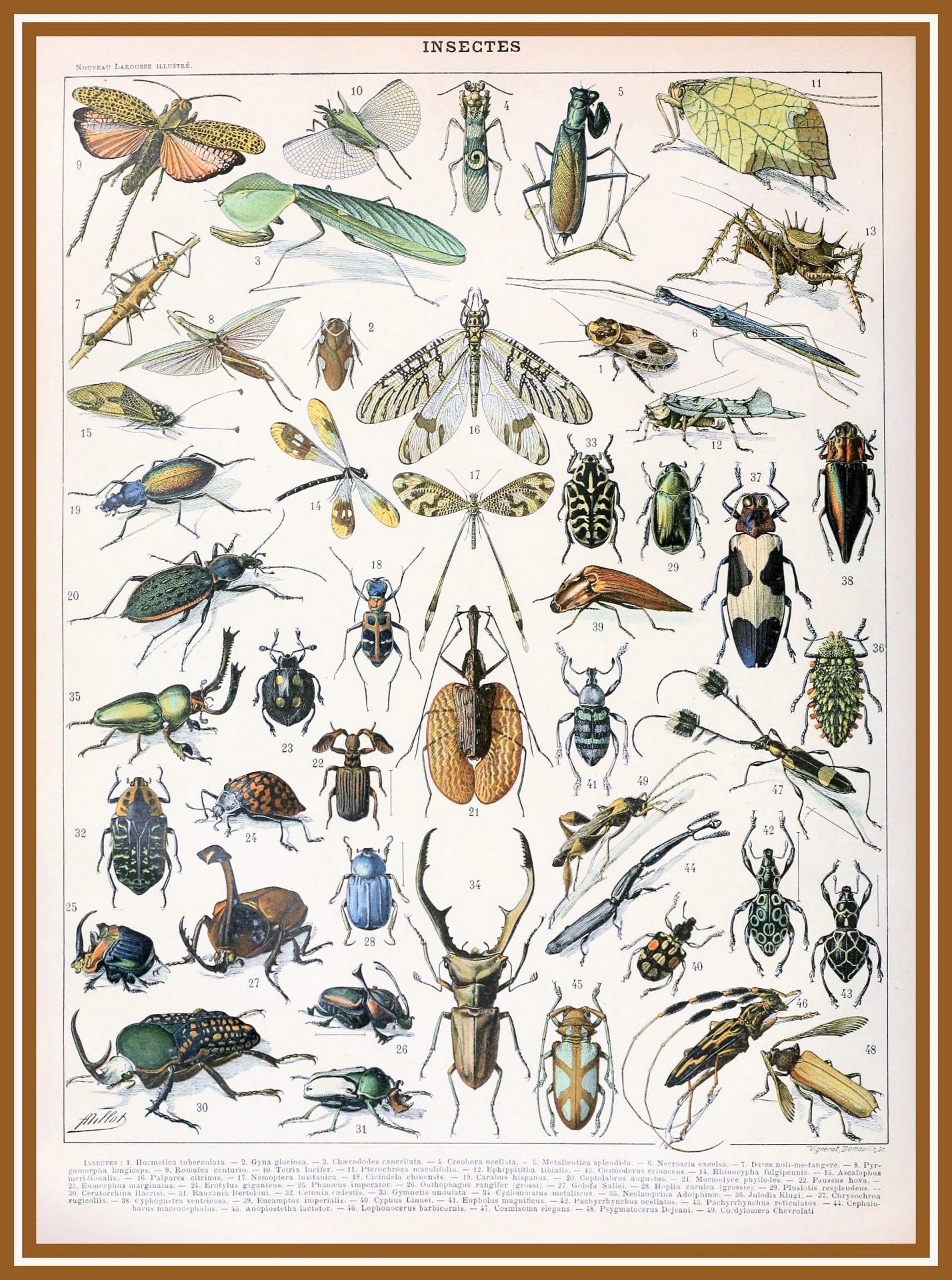 Insects By Adolphe Millot