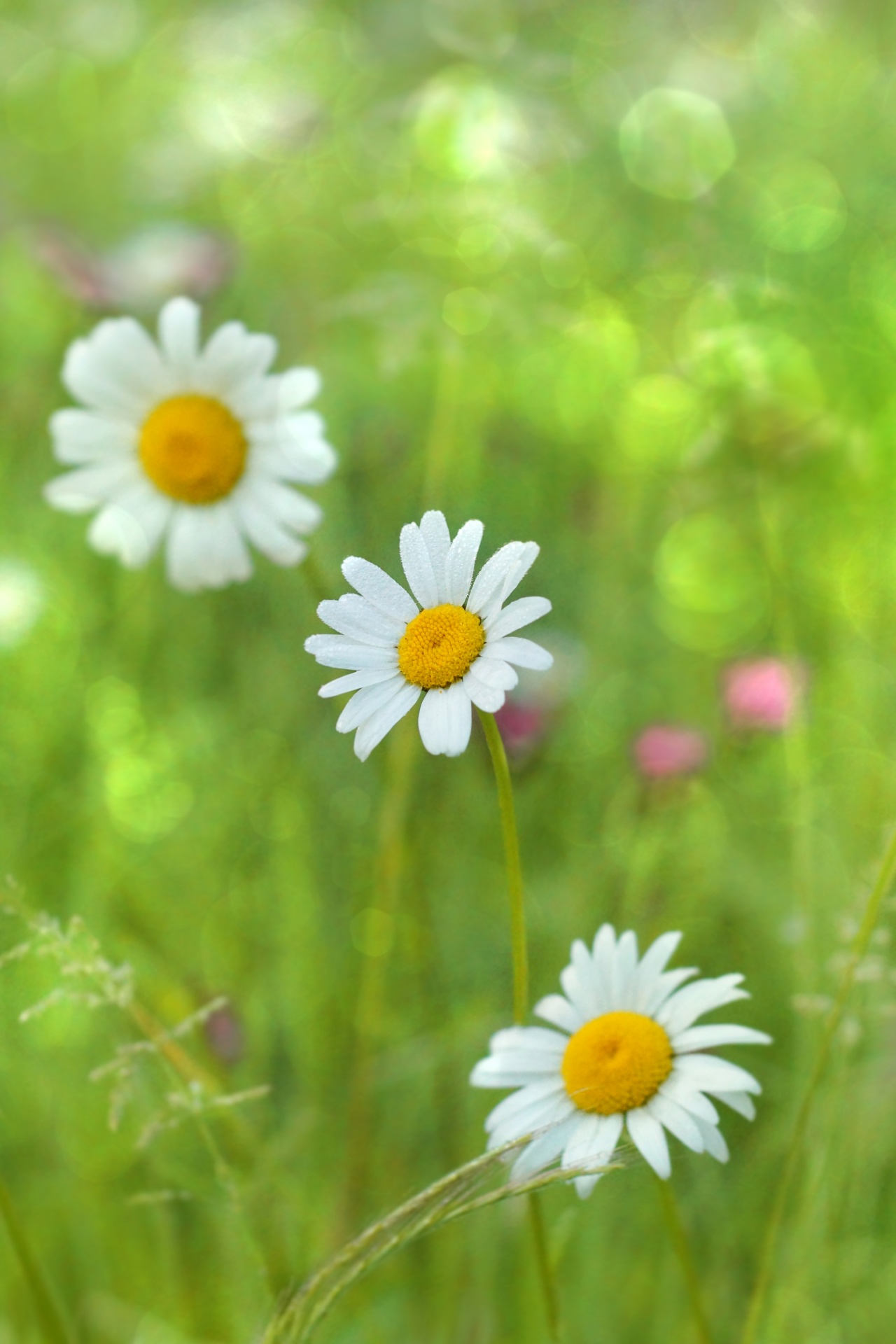 Blossom flower garden nature white daisy chamomile colors fragrant summer bees colorful blooming tender romantic spring perennial plant