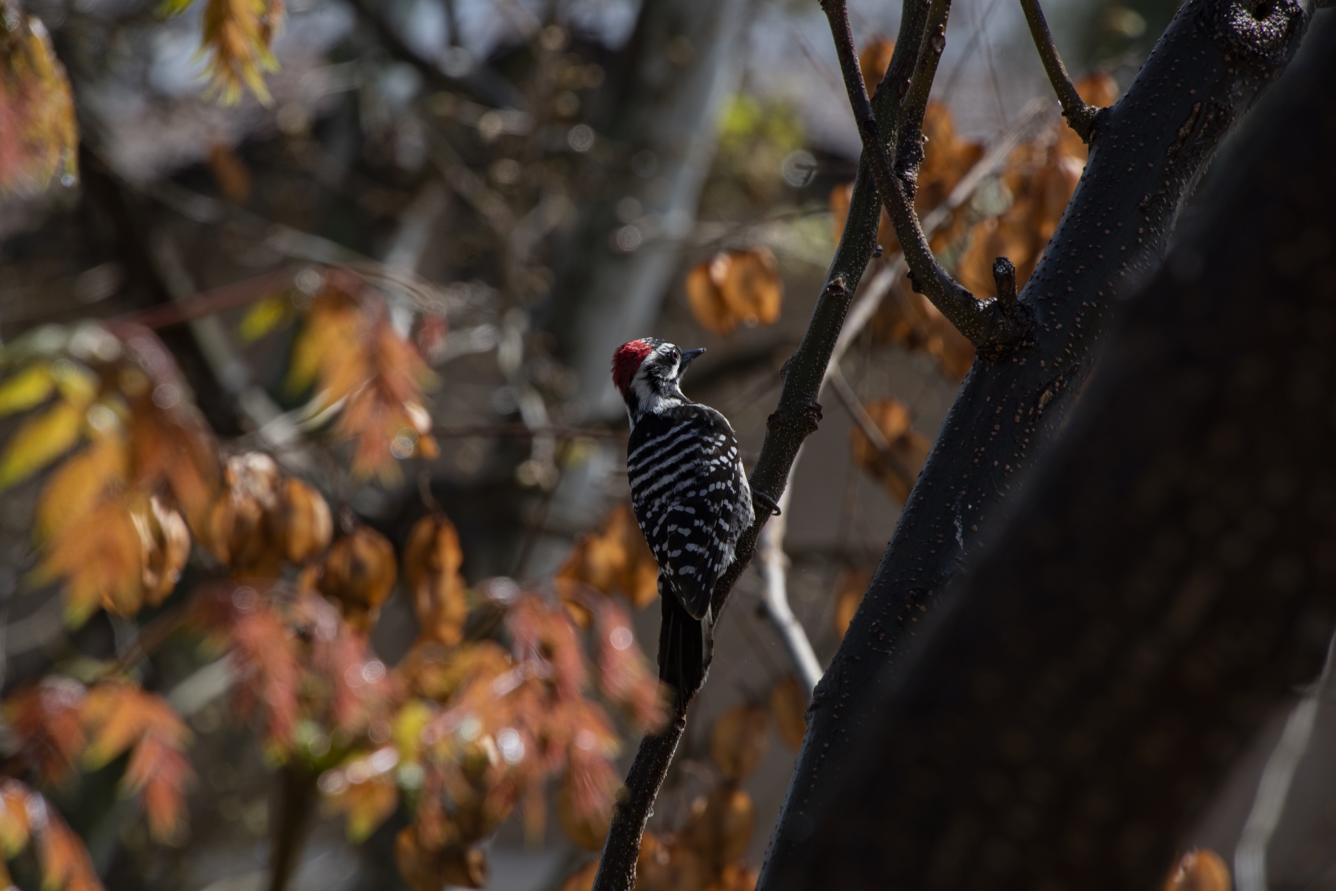 Male ladderbacked Woodpecker on a branch after a rain
