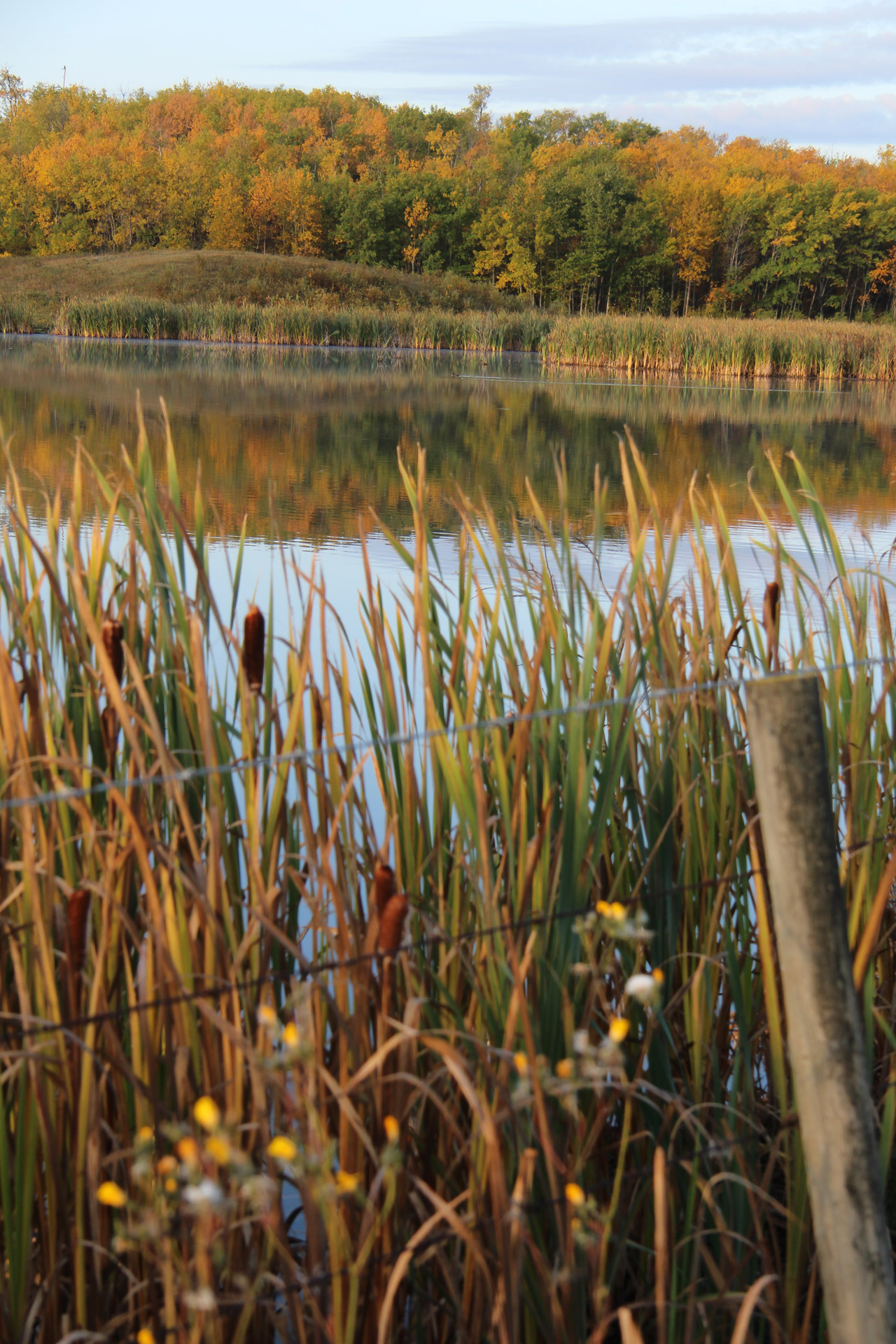 Lake With Cattails In Autumn