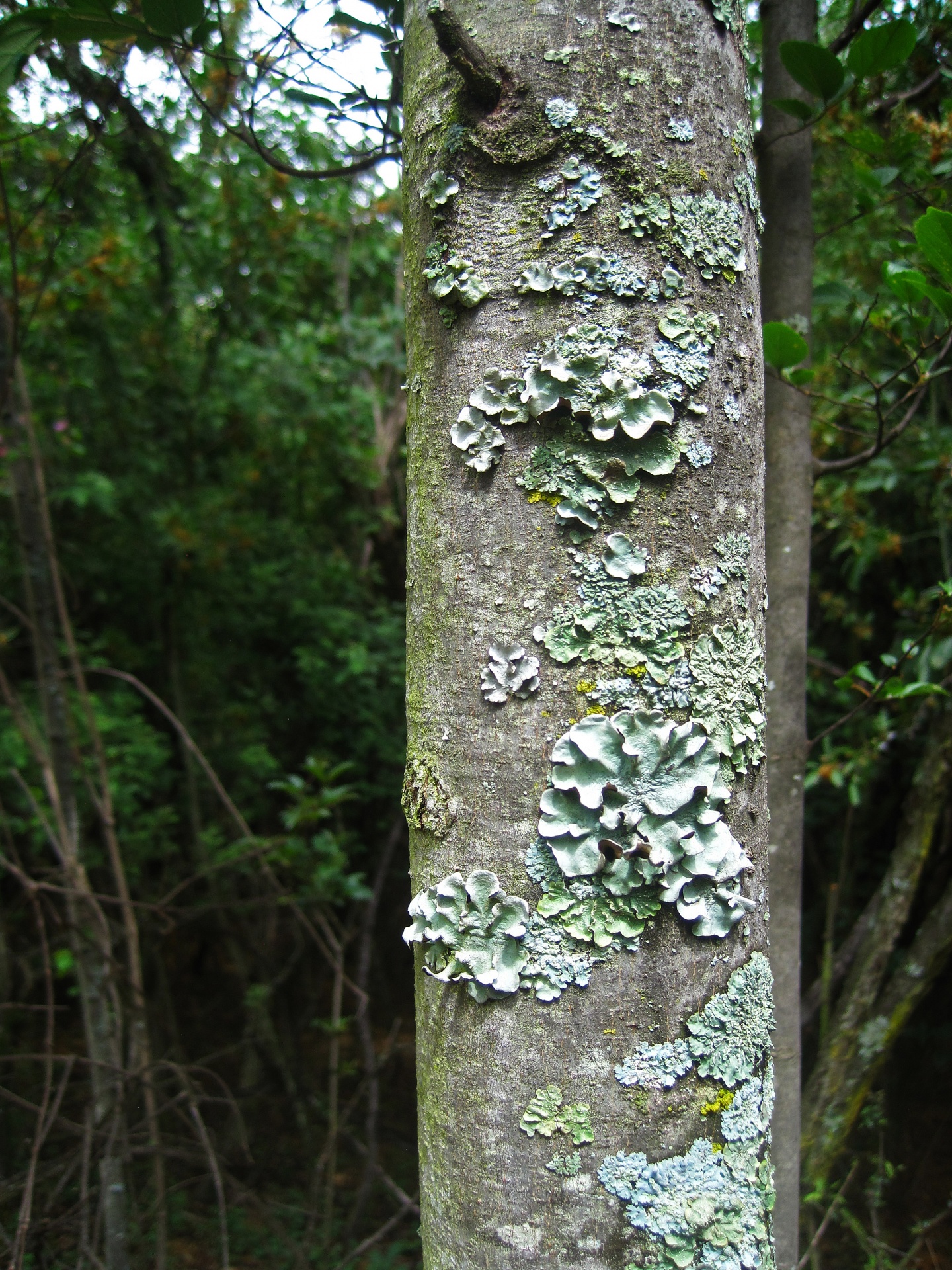 Light Green Lichen Rosettes