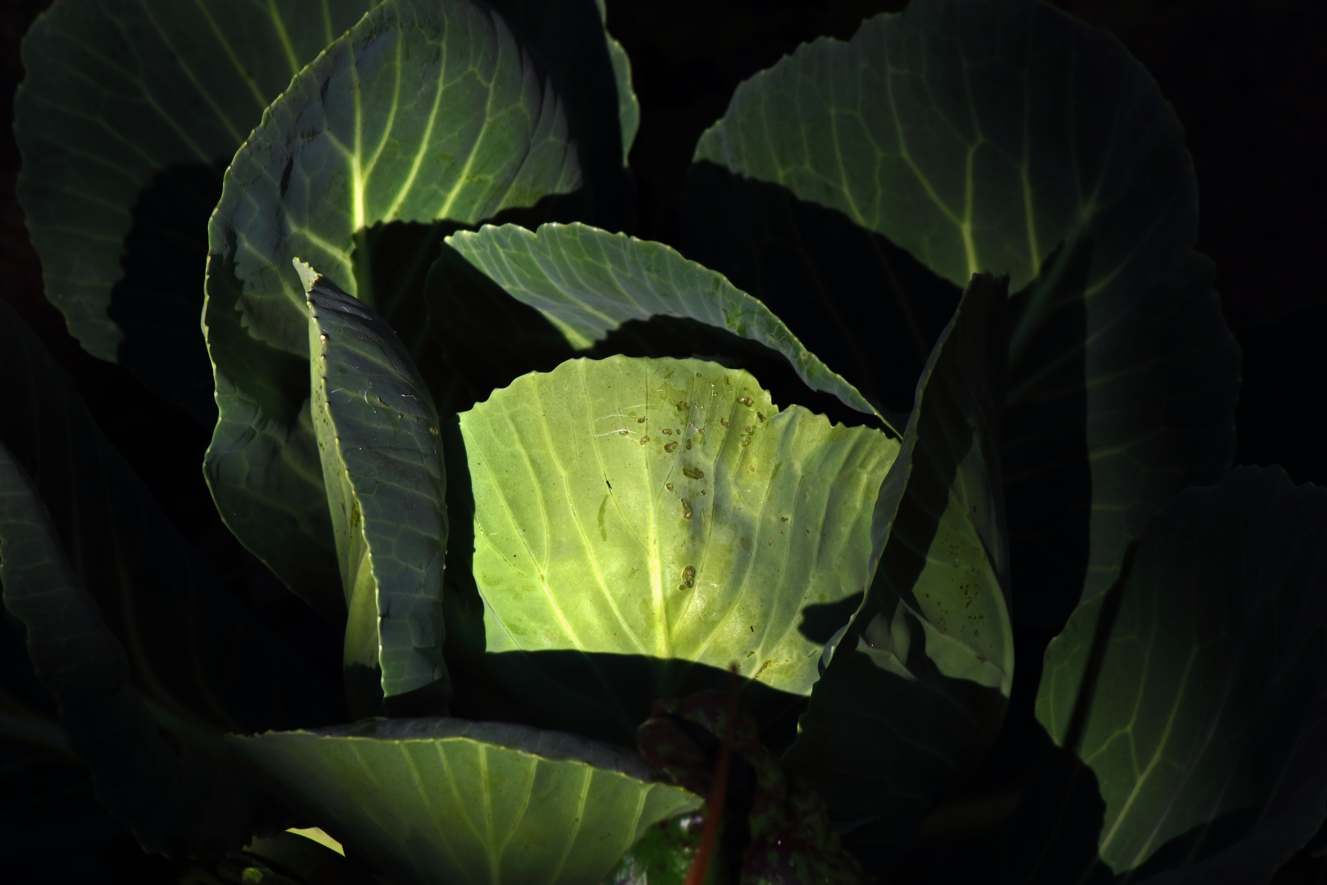 Light On Outer Leaves Of Cabbage