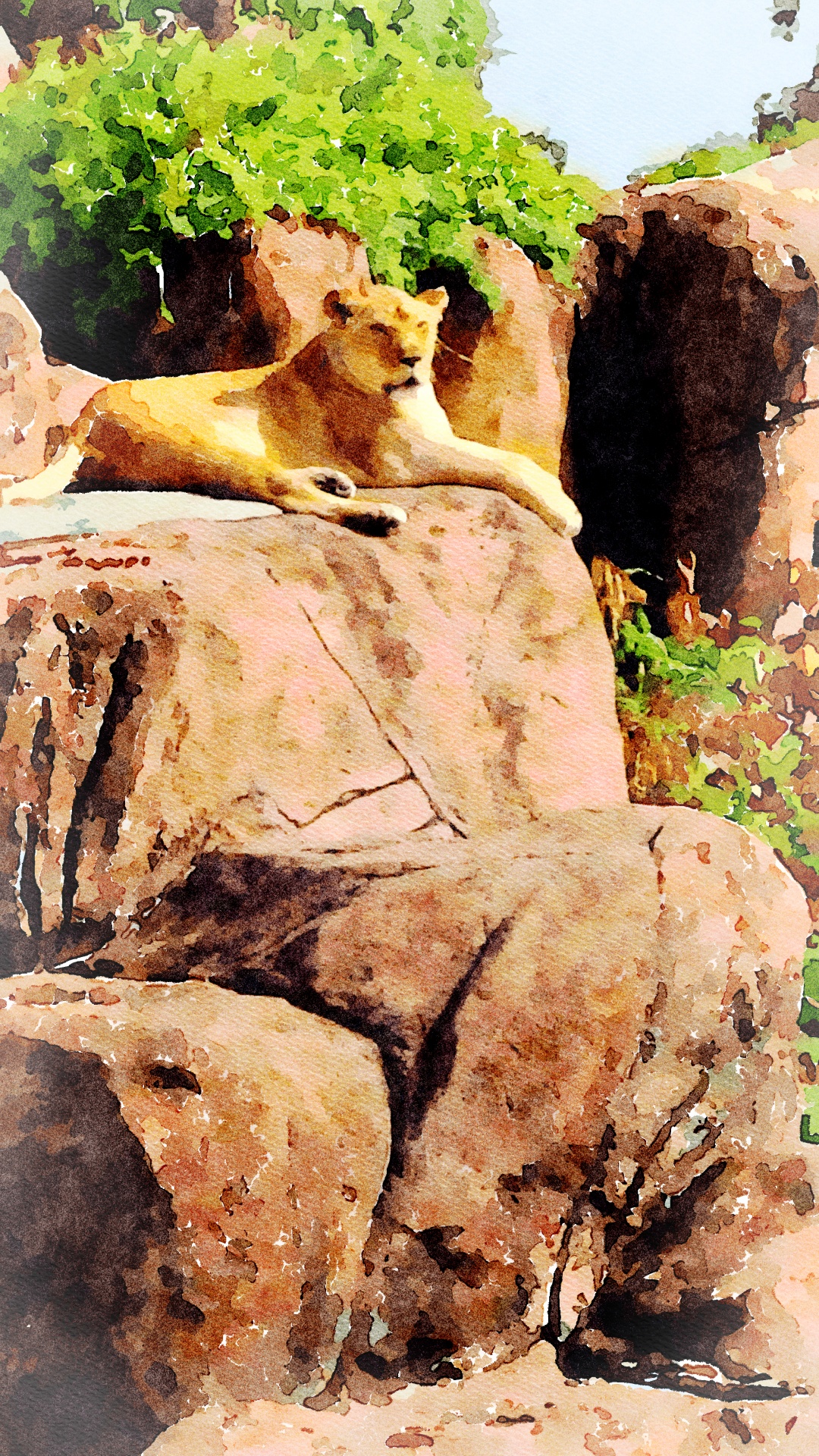 Lion sitting one Rock, Africa.