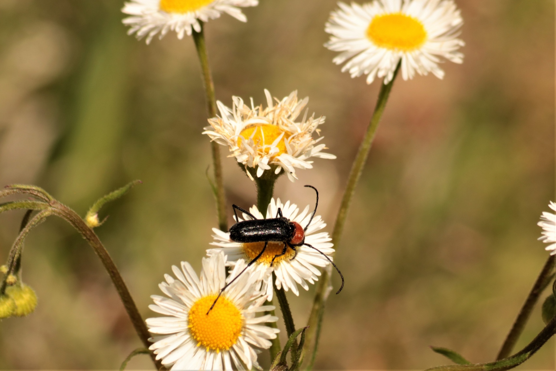 Long-horned Beetle On Wildflower