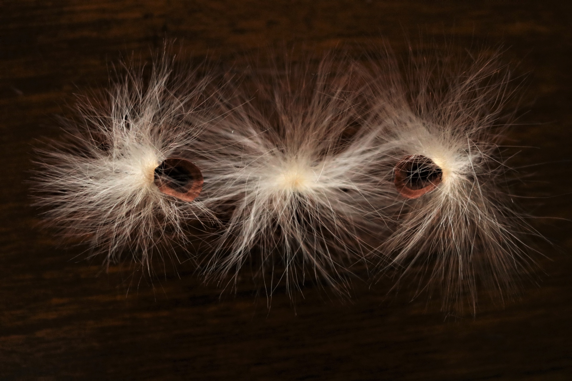 Close-up of three fuzzy white milkweed seeds isolated on a dark brown background.