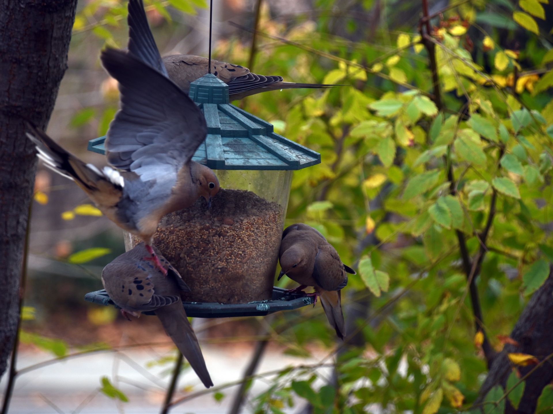 Mourning doves crowd a bird feeder and one flies in for a landing
