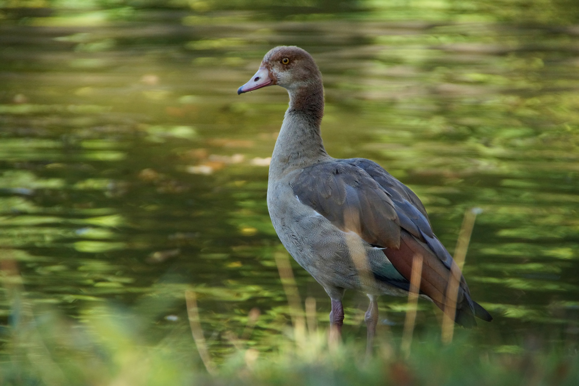Egyptian Goose Egyptian Goose Water Bird Body of Water Africa Lake Plumage Duck Swan Migratory Bird Rare Lake