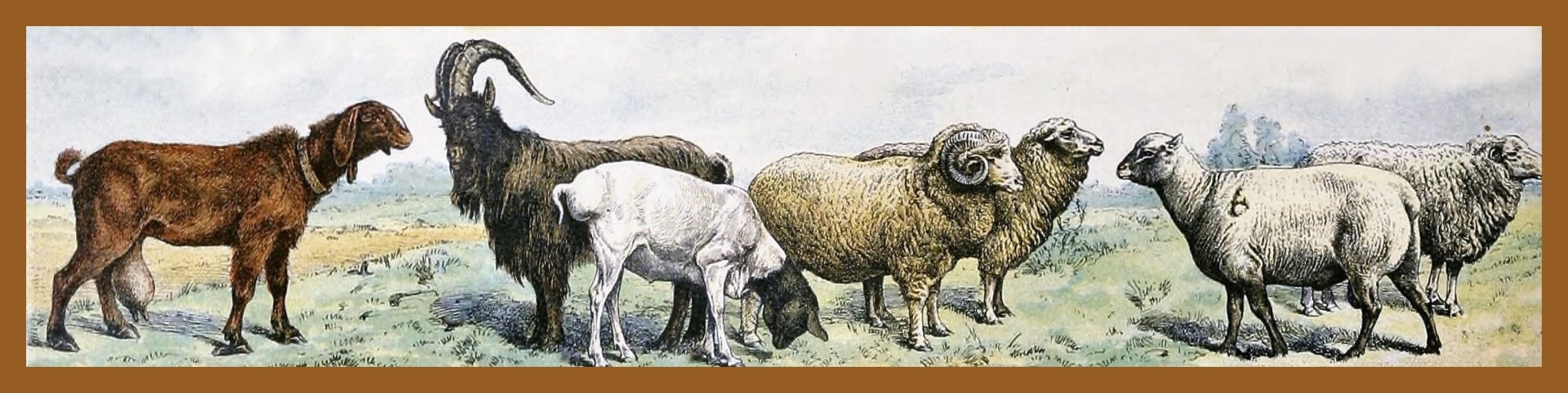 Sheep By Adolphe Millot