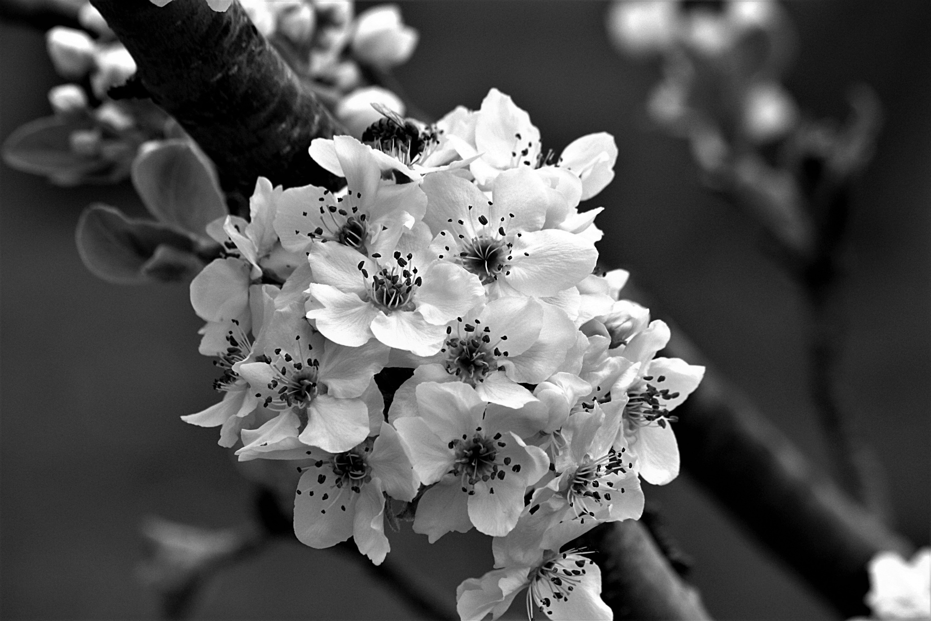 Pear Blossoms In Black And White