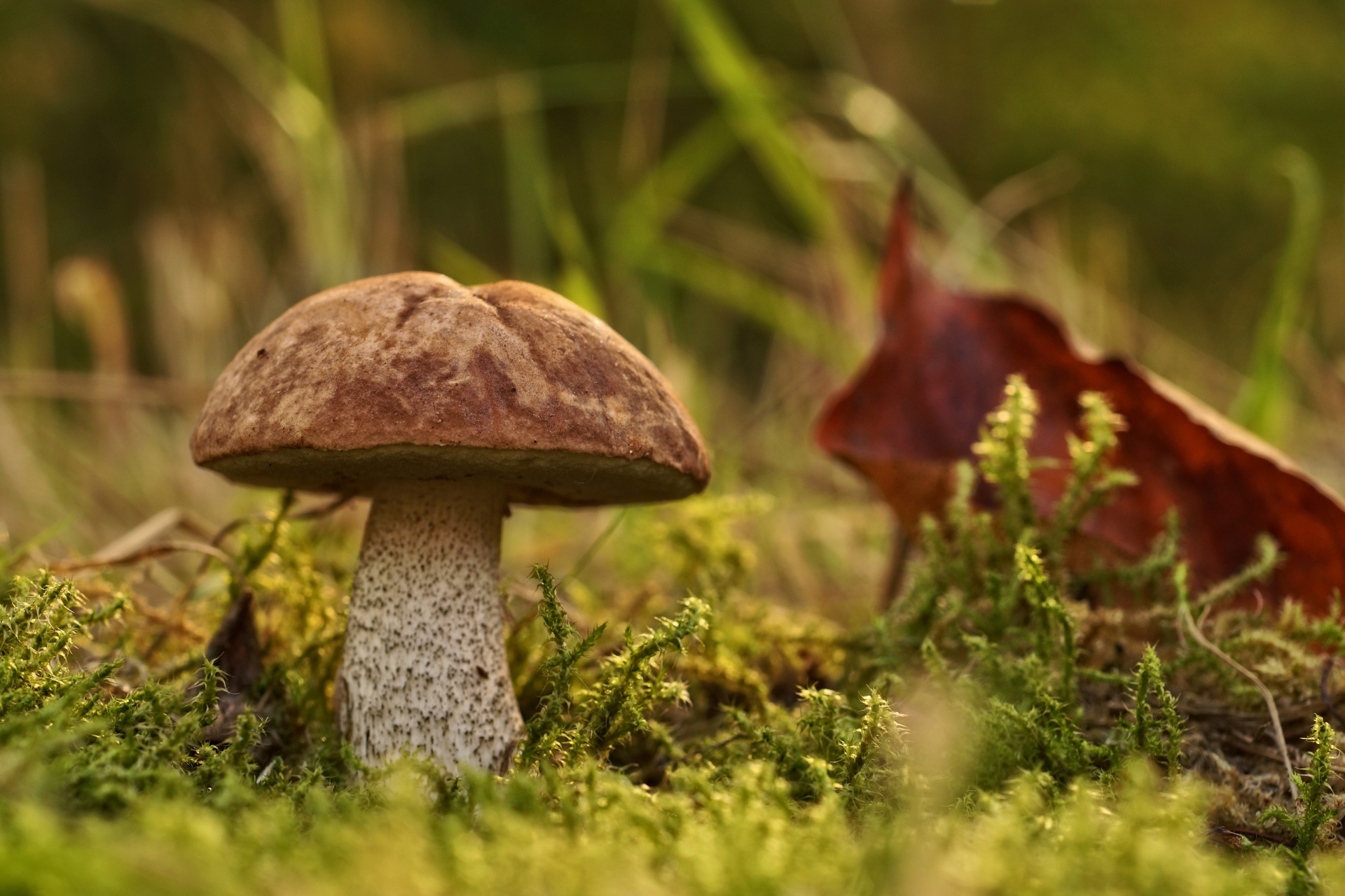 Mushrooms Edible Food Forest