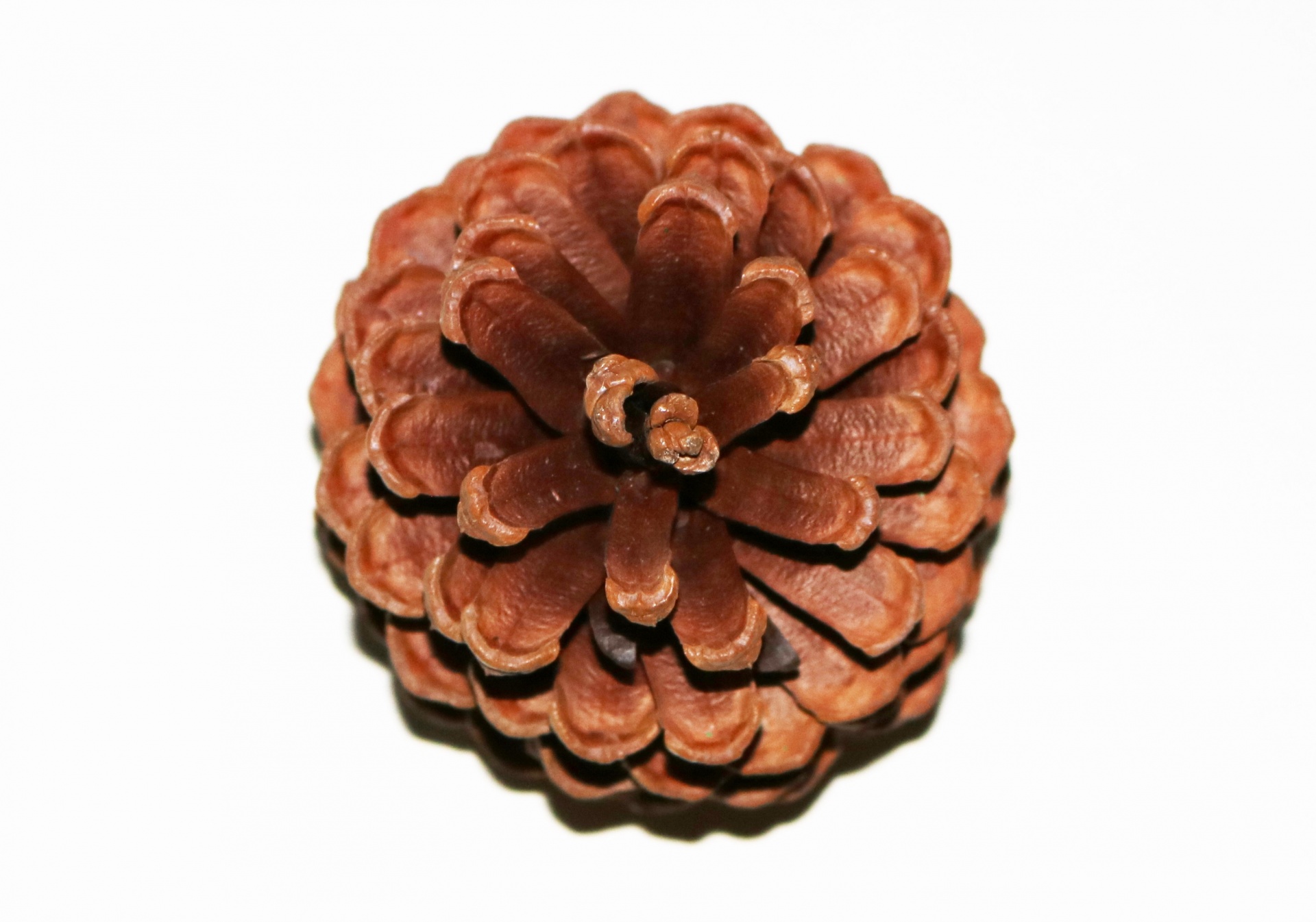 Close-up top view on a pine cone isolated on a white background.