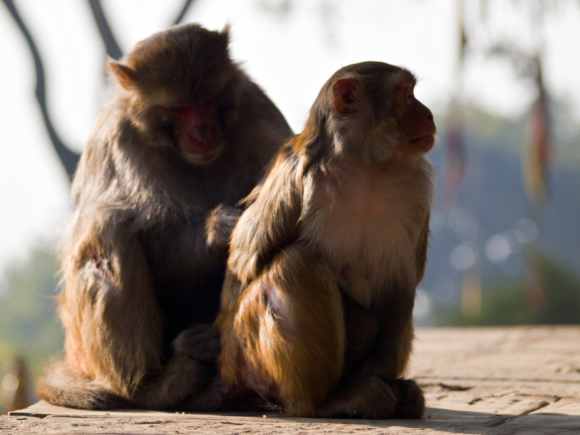 Macaques preening, Kathmandu Valley, Nepal
