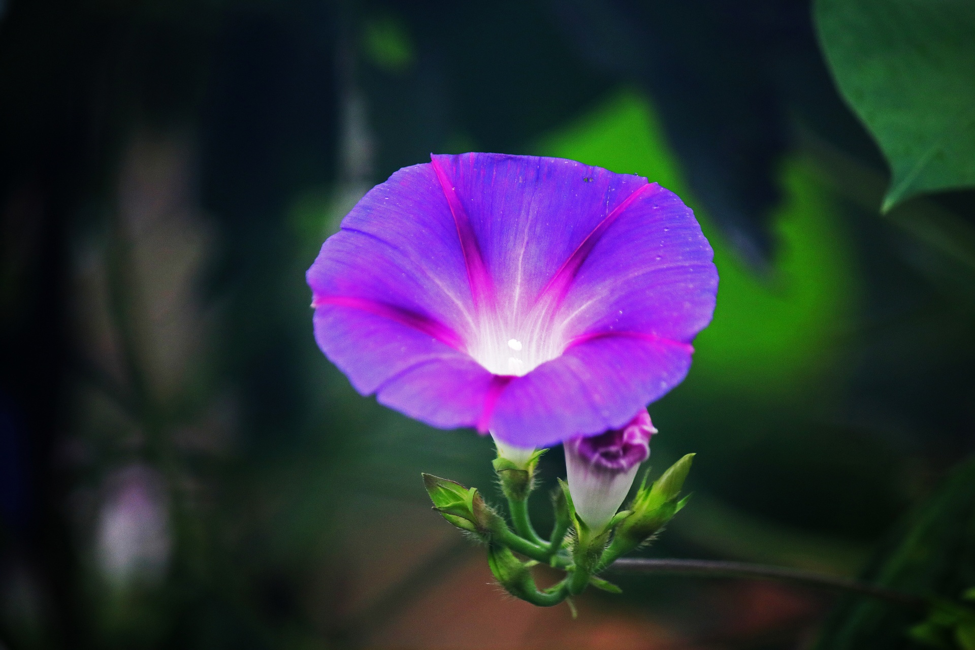 Purple Morning Glory Bloom